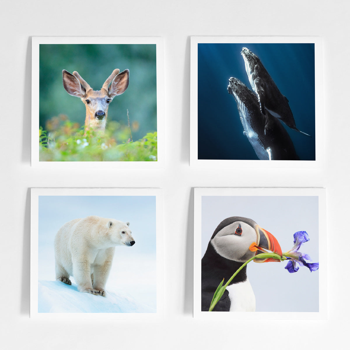 Canadian species greeting card bundle (4 pack) - WWF-Canada