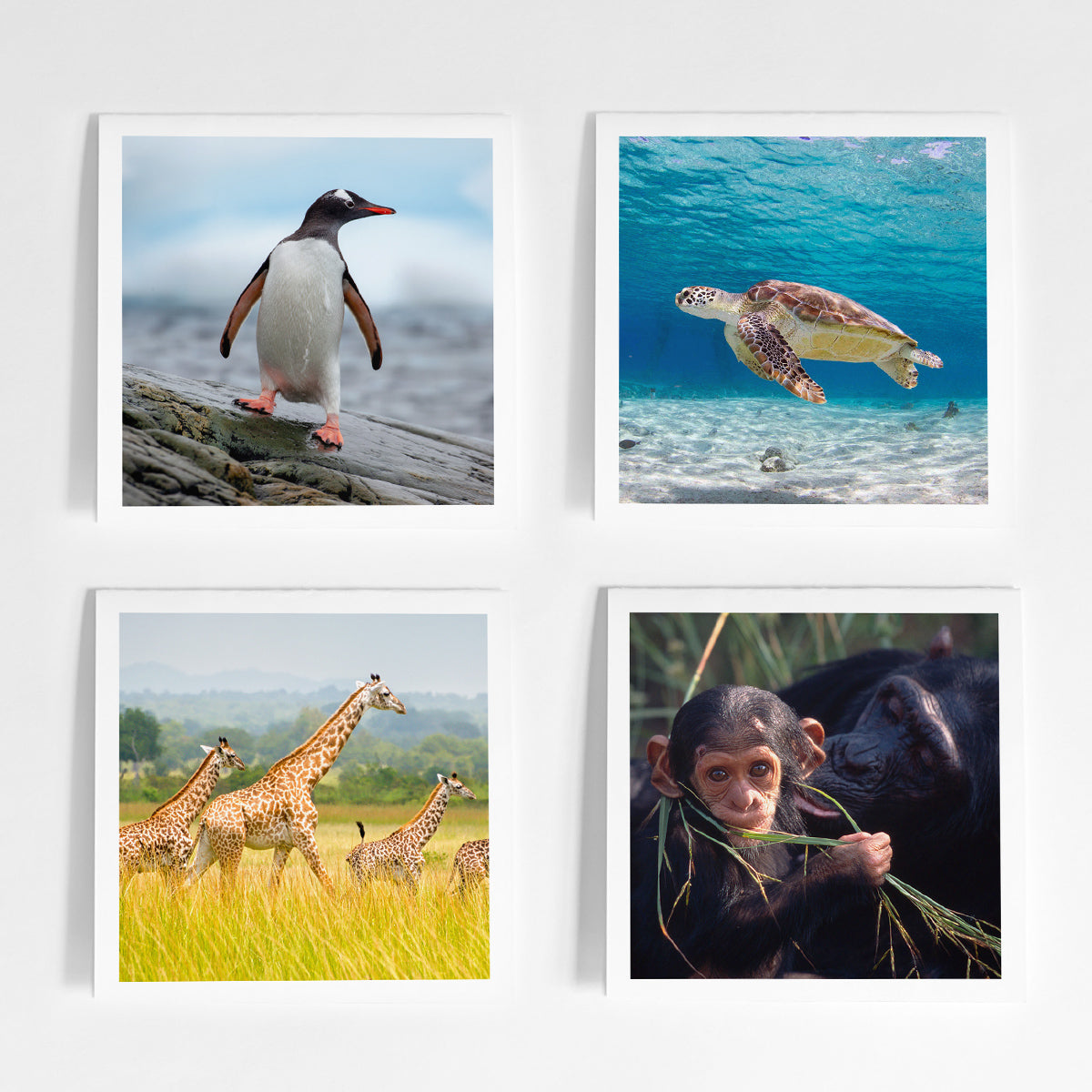 International species greeting card bundle (4 pack) - WWF-Canada