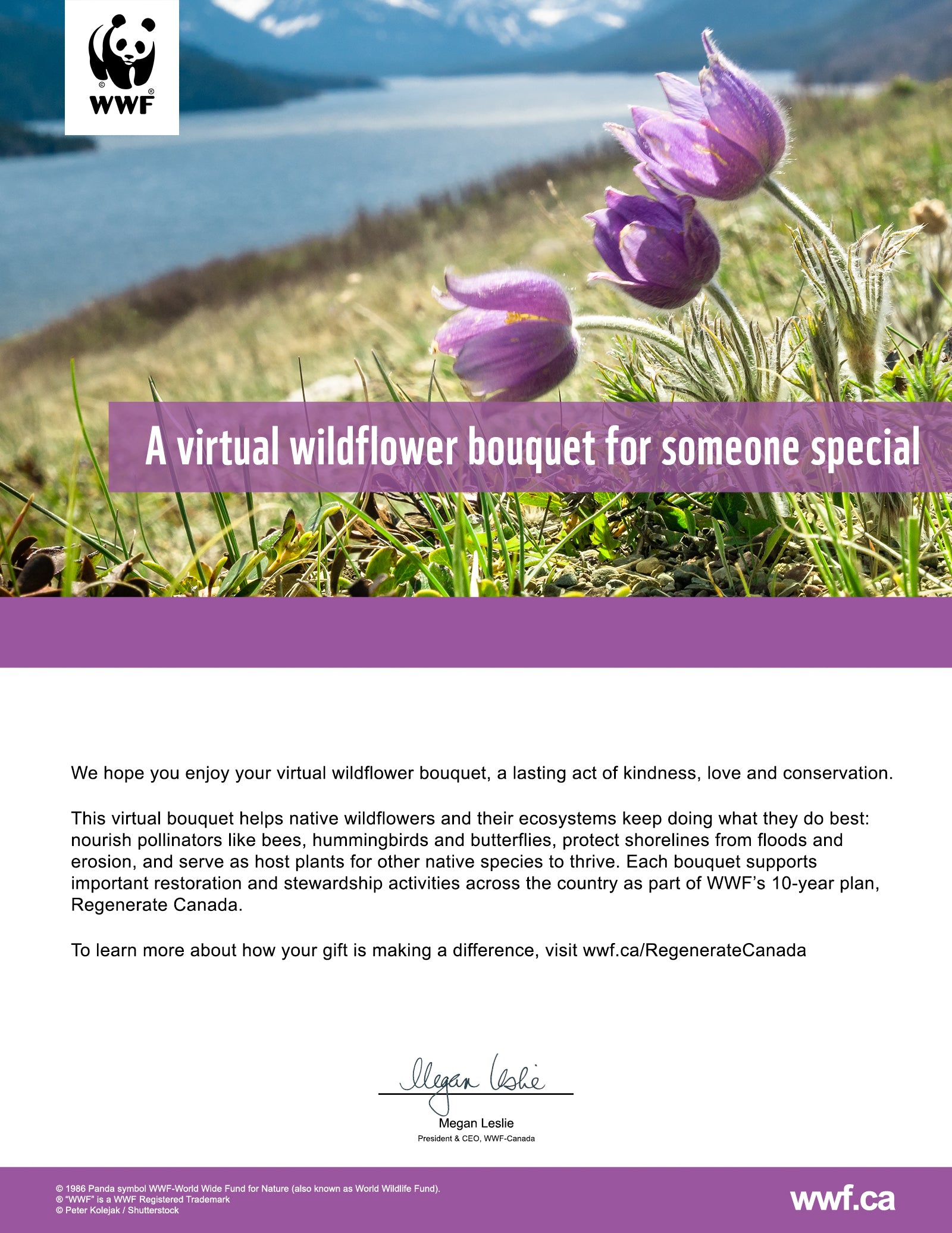 nourish nature with a wildflower bouquet - WWF-Canada
