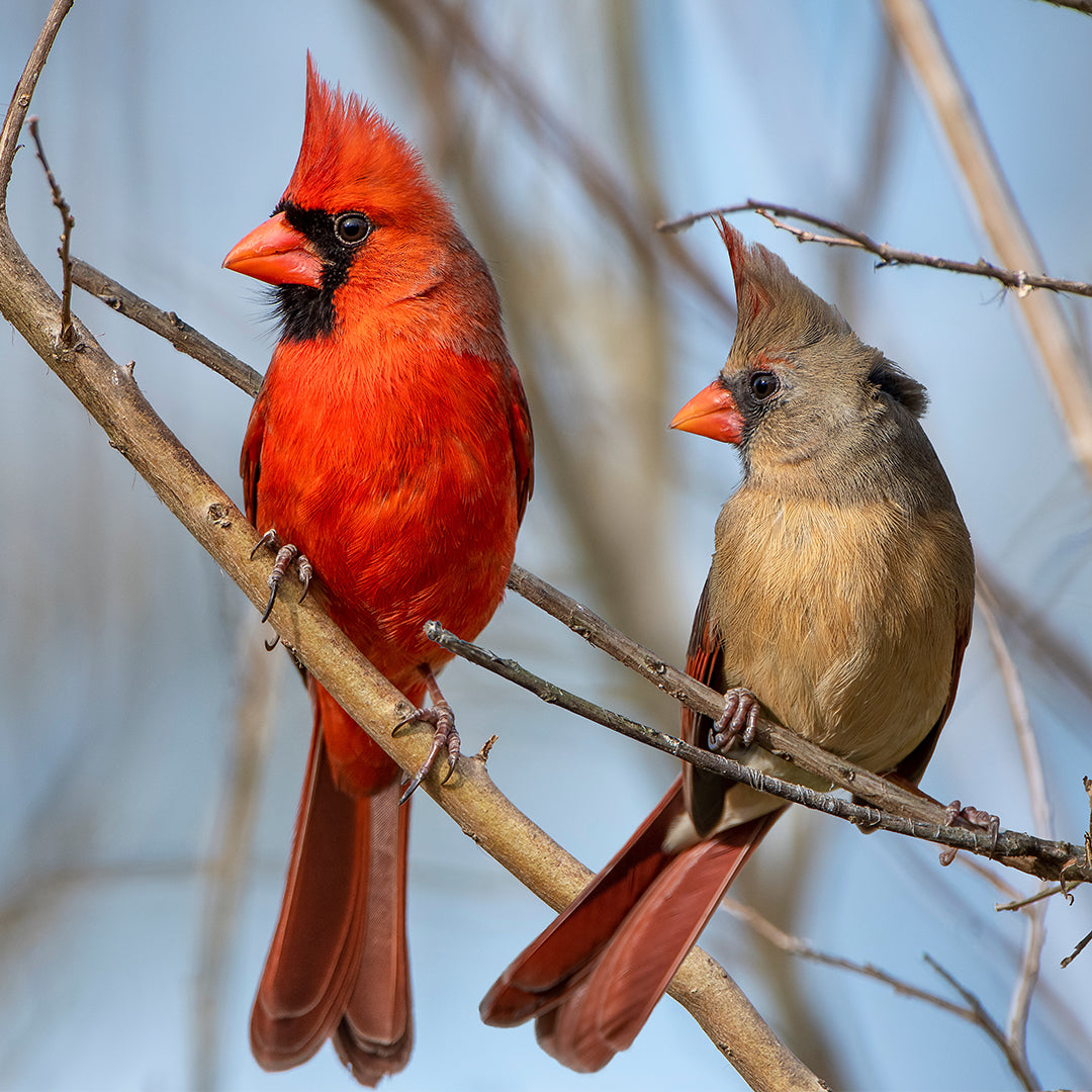 Cardinal digital adoption - WWF-Canada