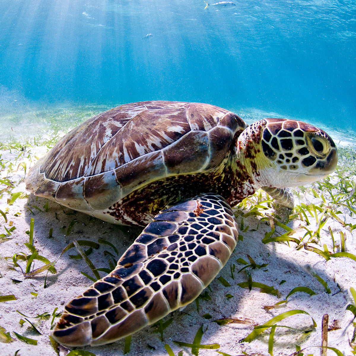 Tortue marine - WWF-Canada