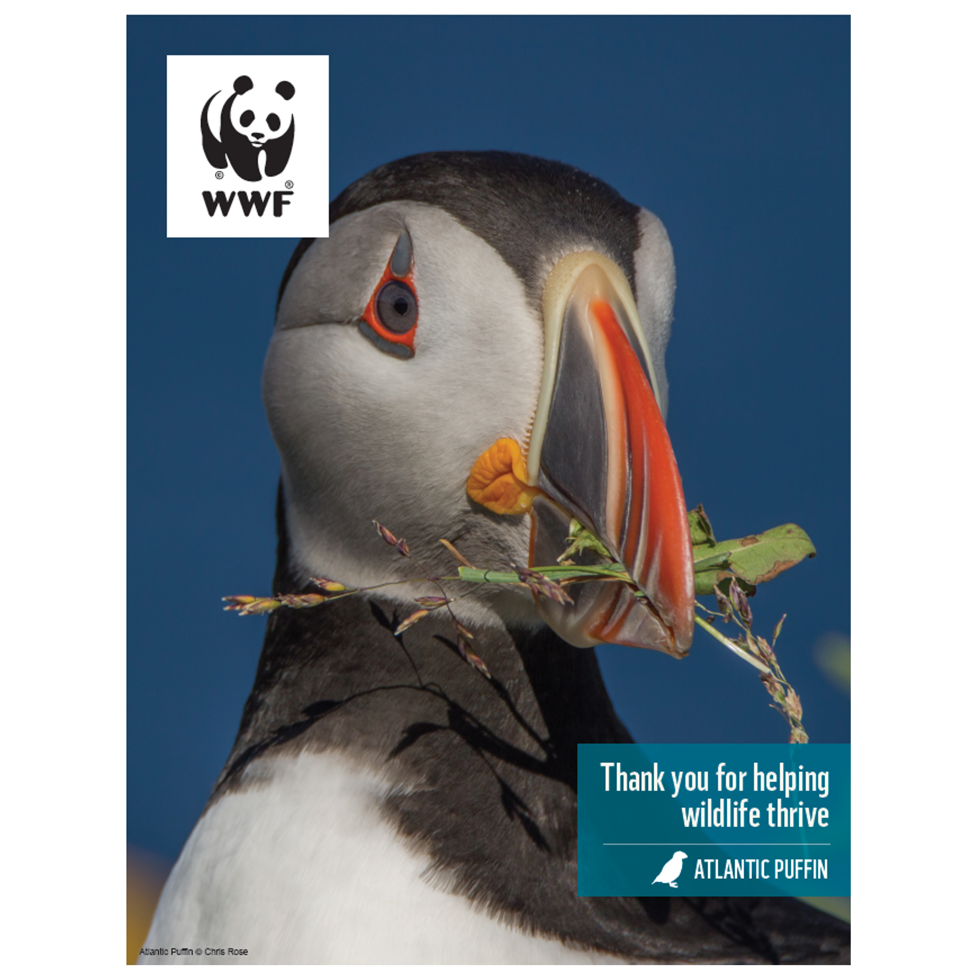 Atlantic puffin digital adoption - WWF-Canada