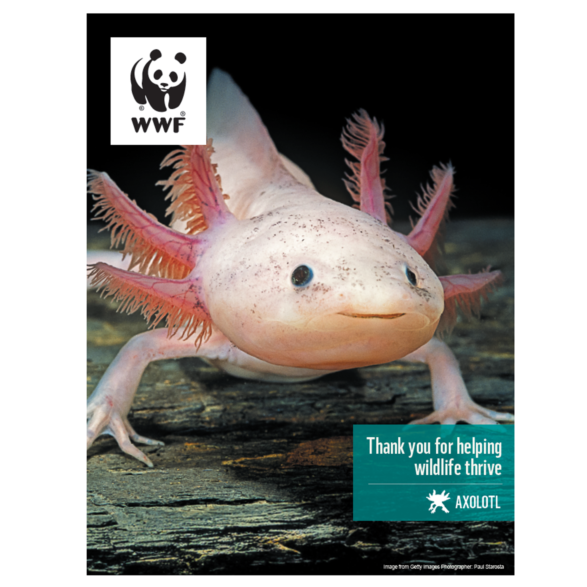 Axolotl digital adoption - WWF-Canada