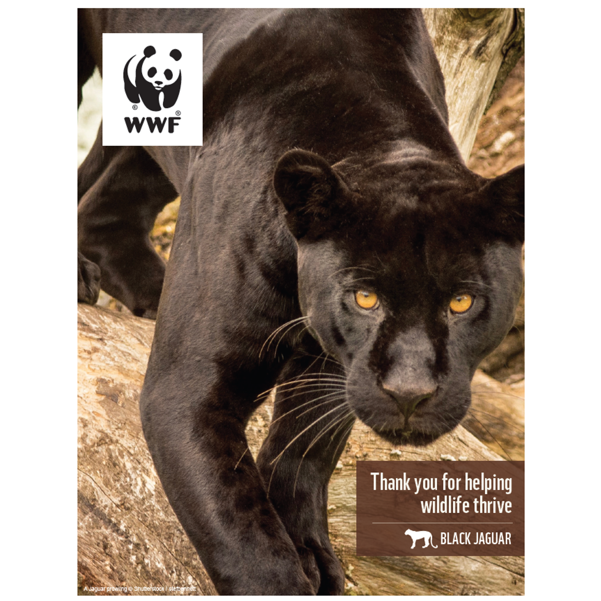 Black jaguar digital adoption - WWF-Canada