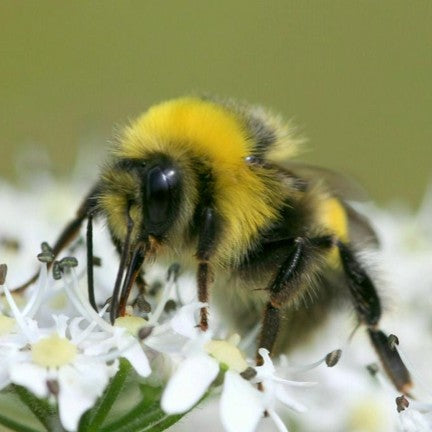 Bumblebee digital adoption - WWF-Canada