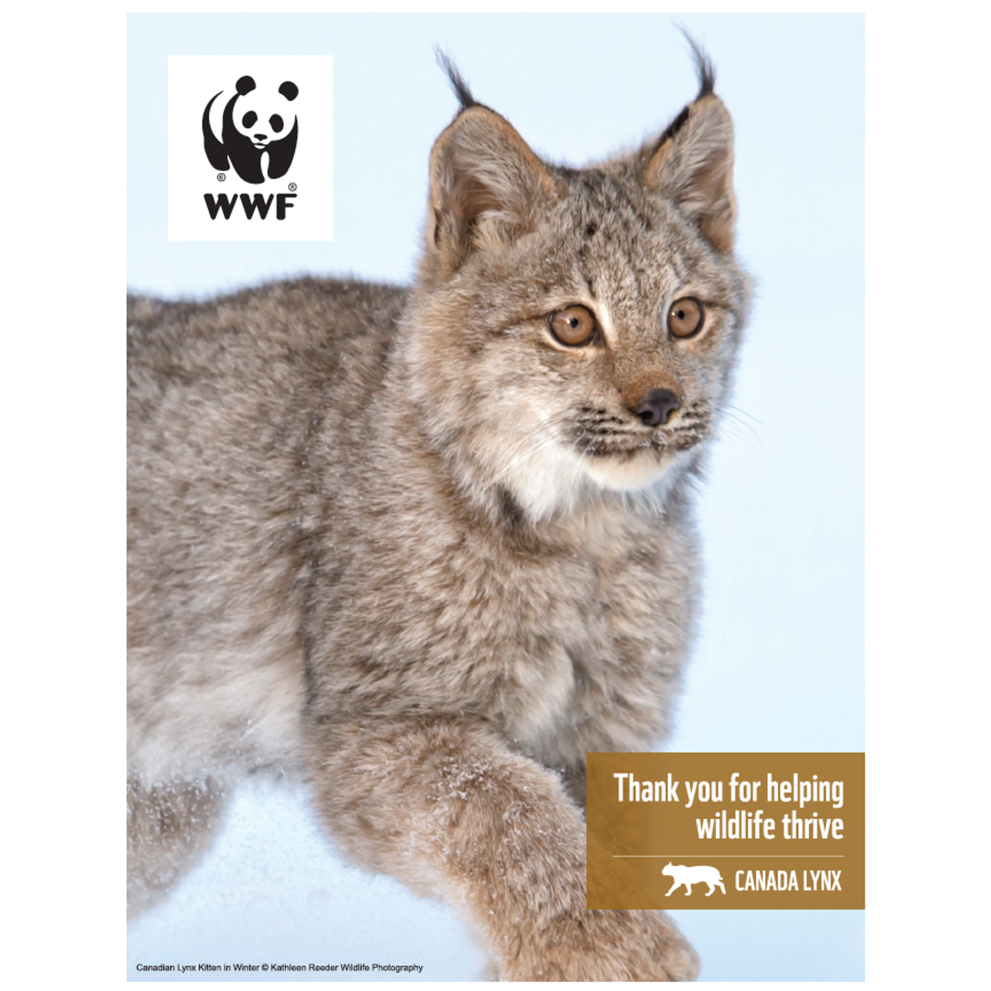 Canada lynx digital adoption - WWF-Canada