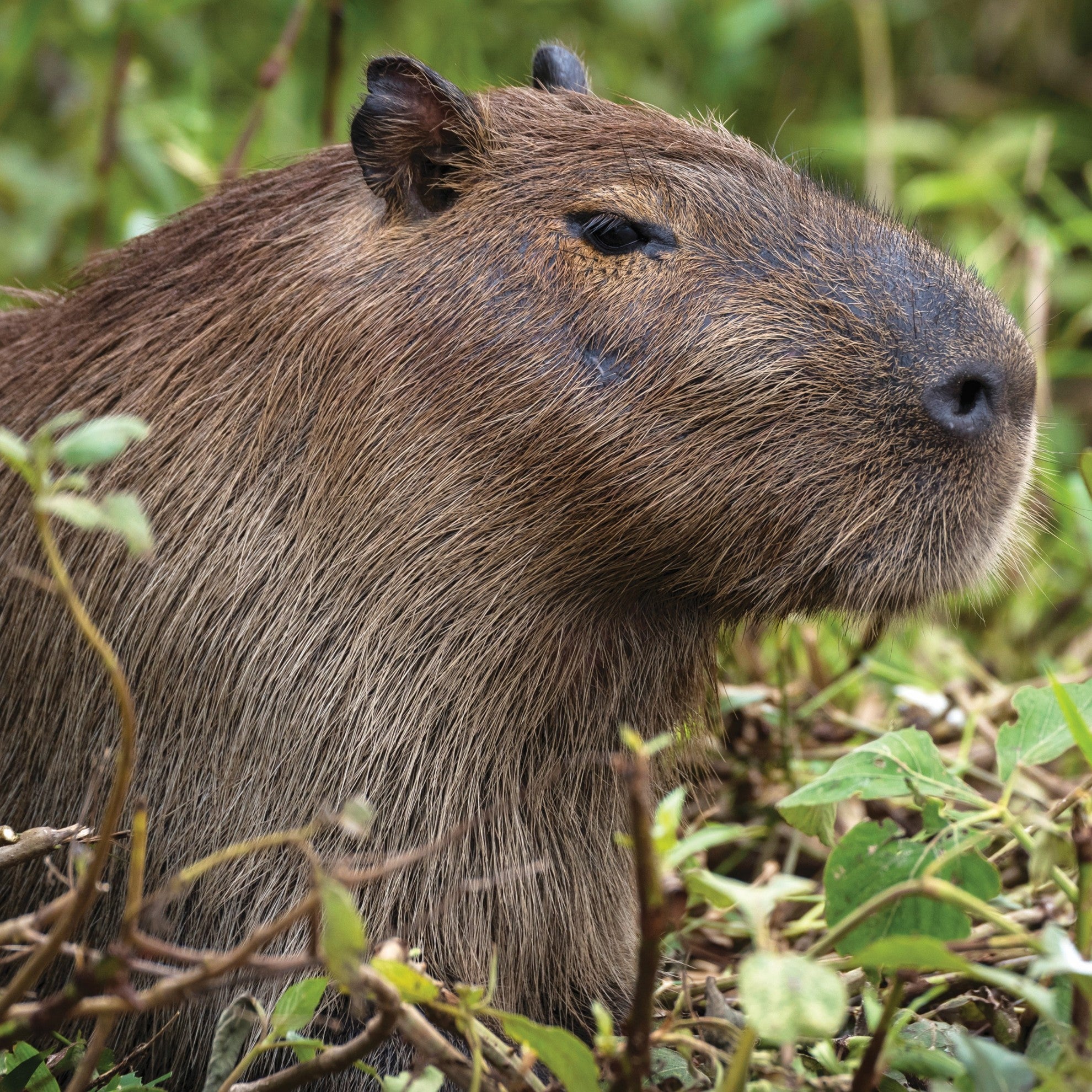 Capybara - WWF-Canada