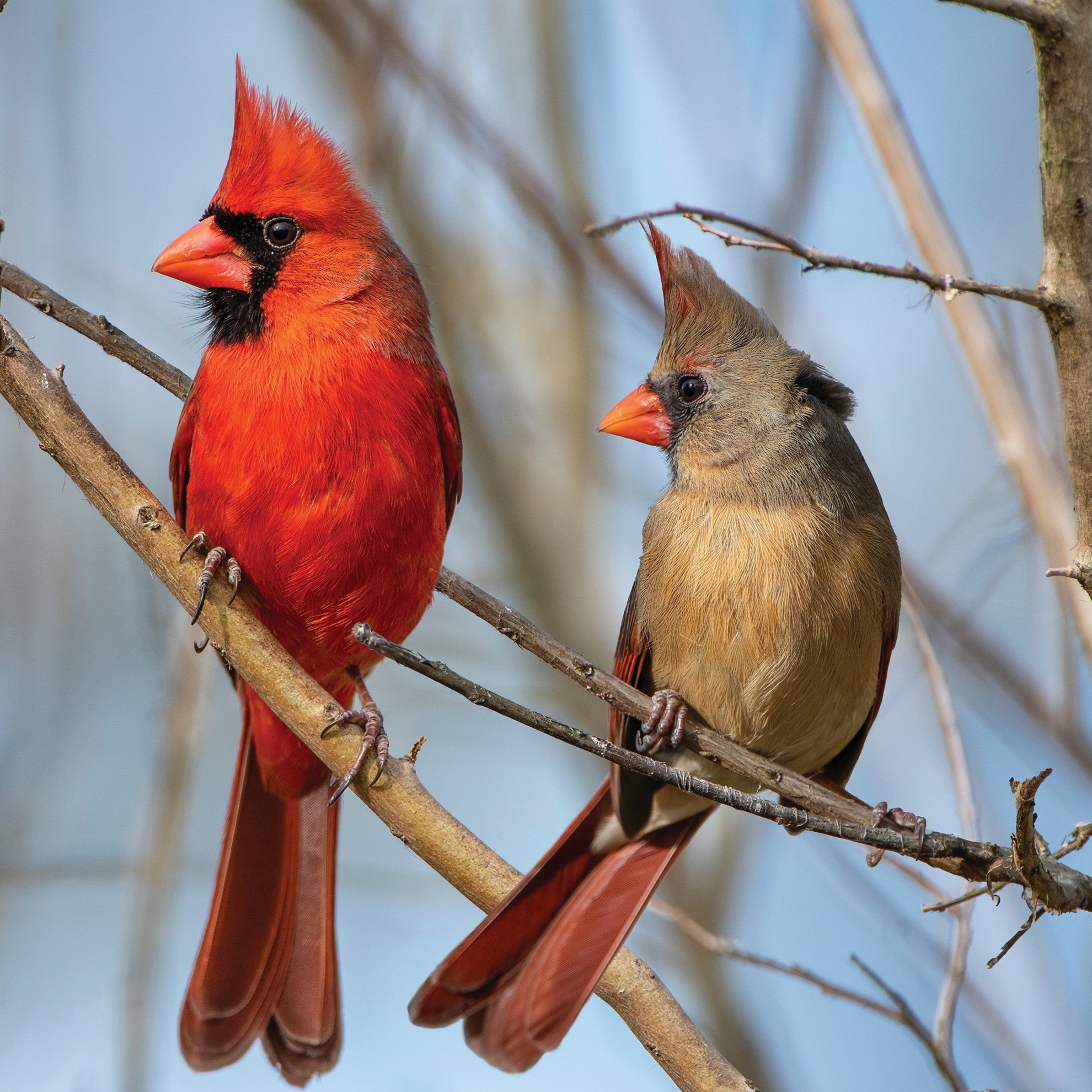 Cardinal - WWF-Canada