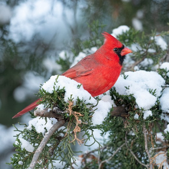 Cardinal e-card - WWF-Canada