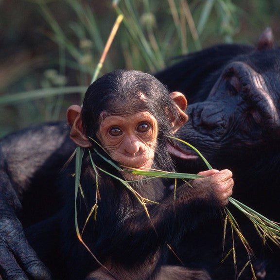 Chimpanzee e-card - WWF-Canada