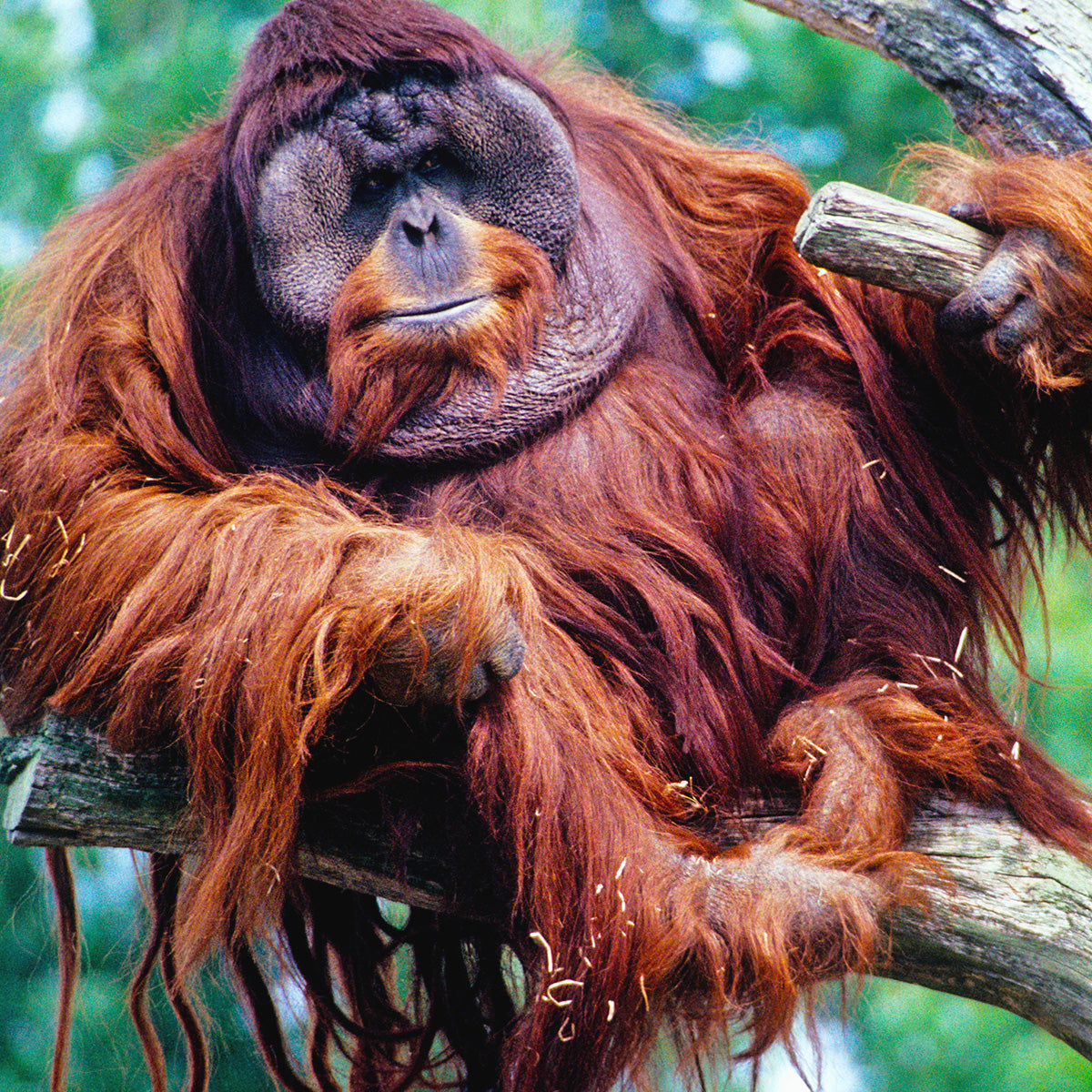 Orangutan adoption card - WWF-Canada