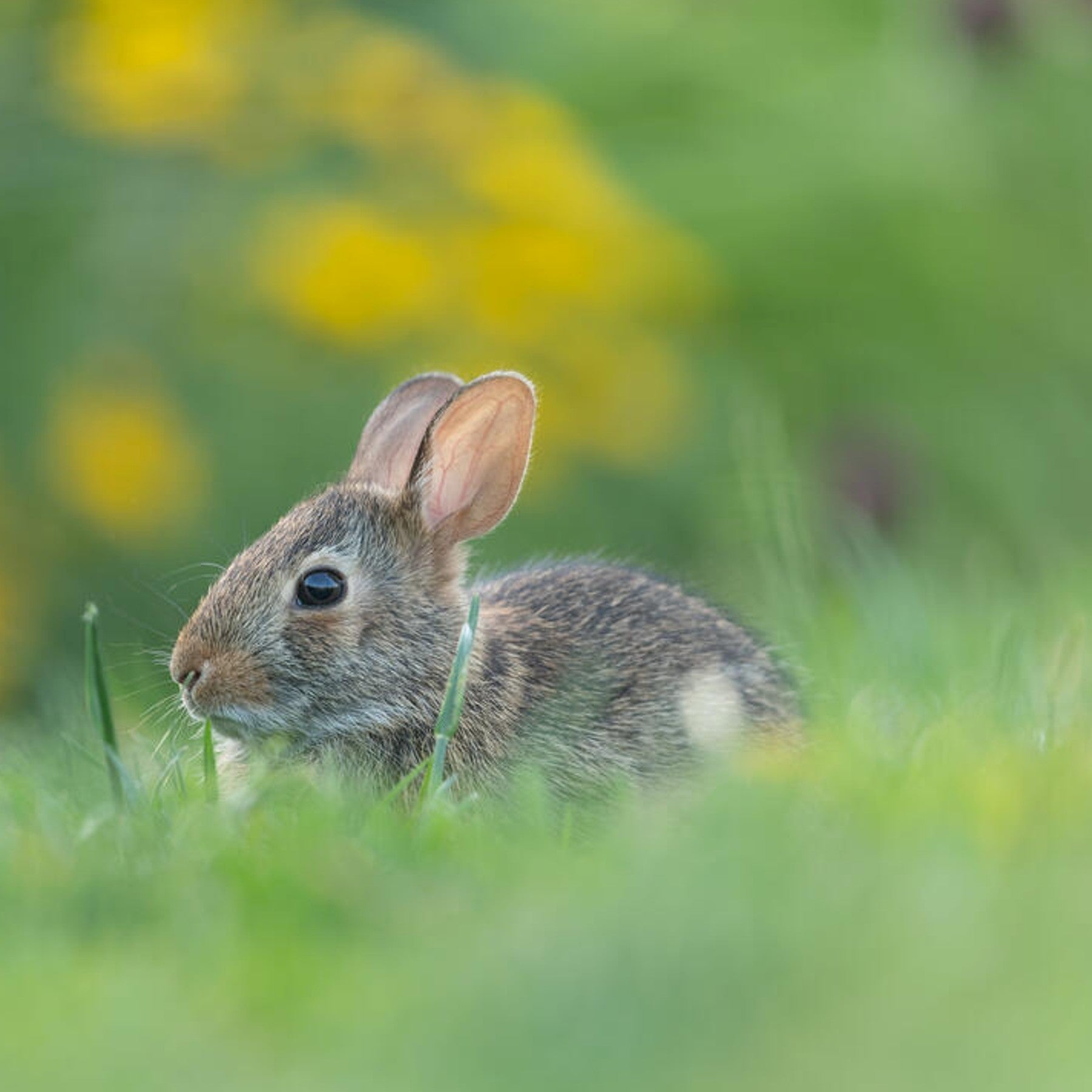 Eastern cottontail rabbit digital adoption - WWF-Canada