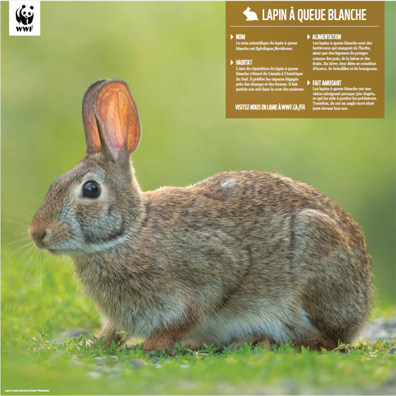 Lapin à queue blanche - WWF-Canada