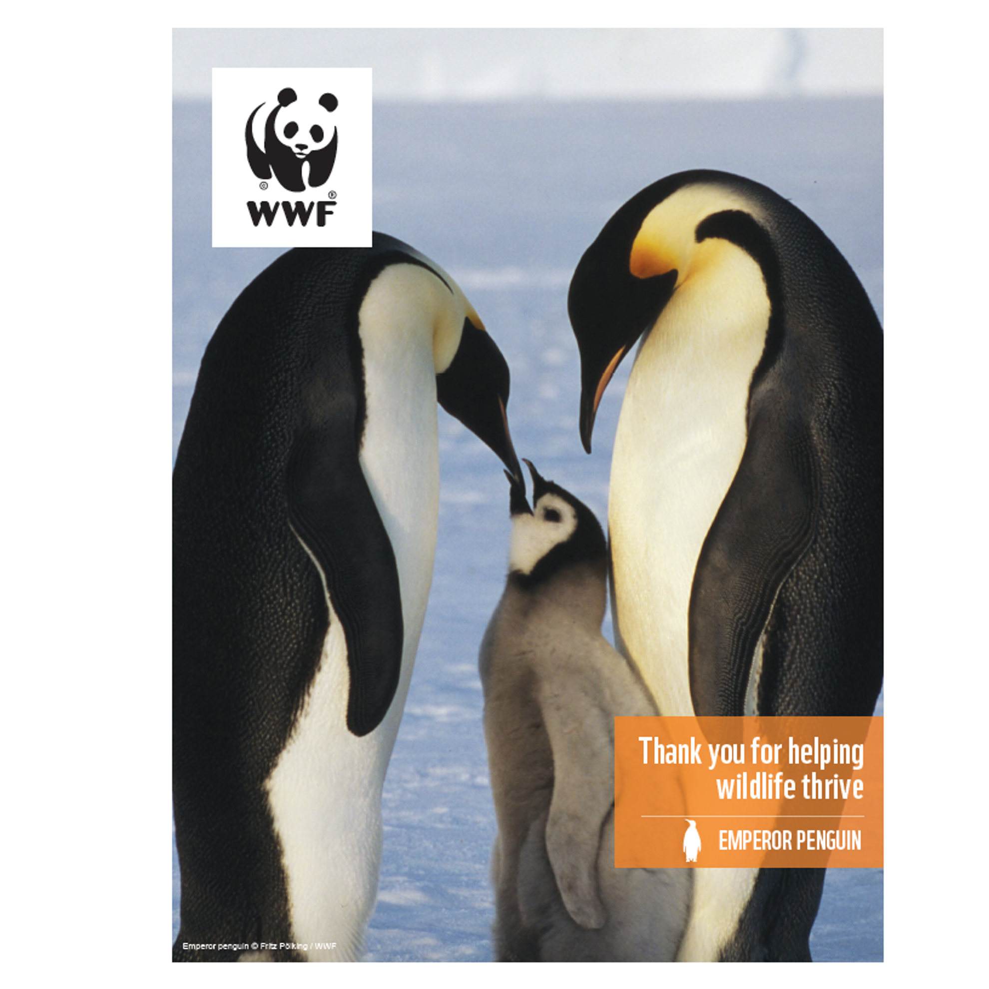 Emperor penguin digital adoption