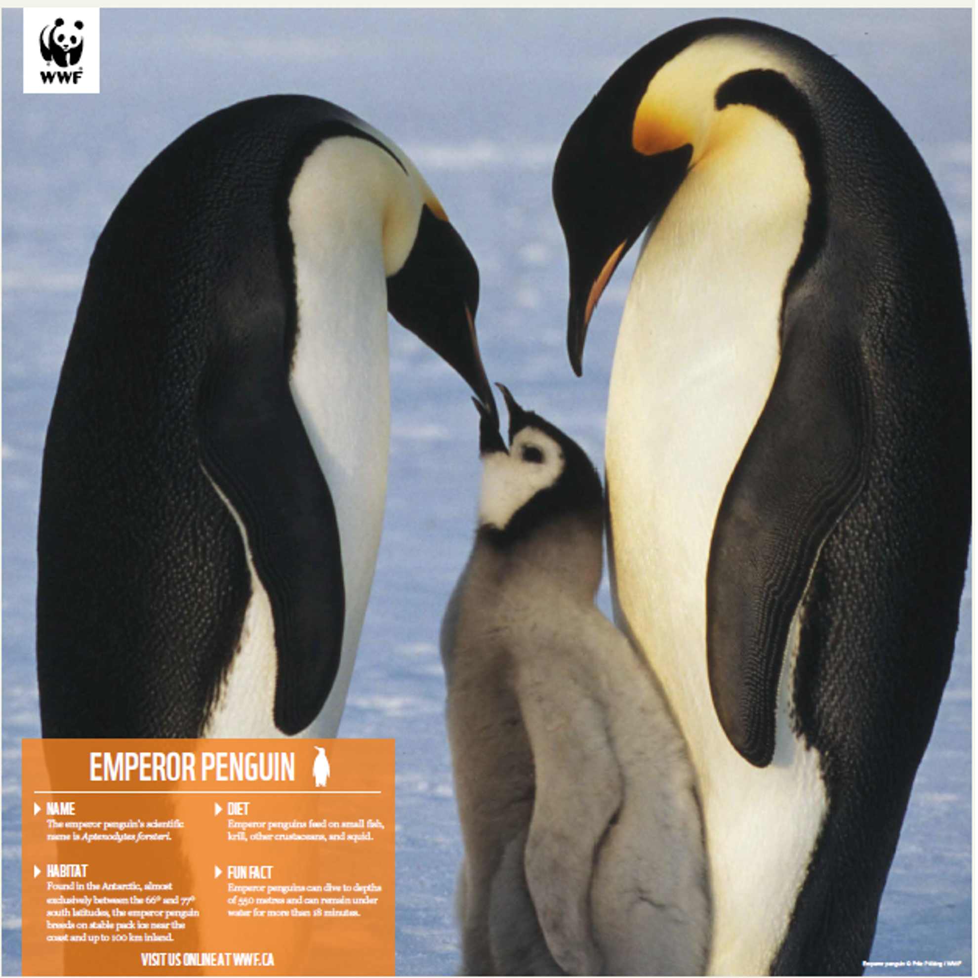 Emperor penguin family - WWF-Canada