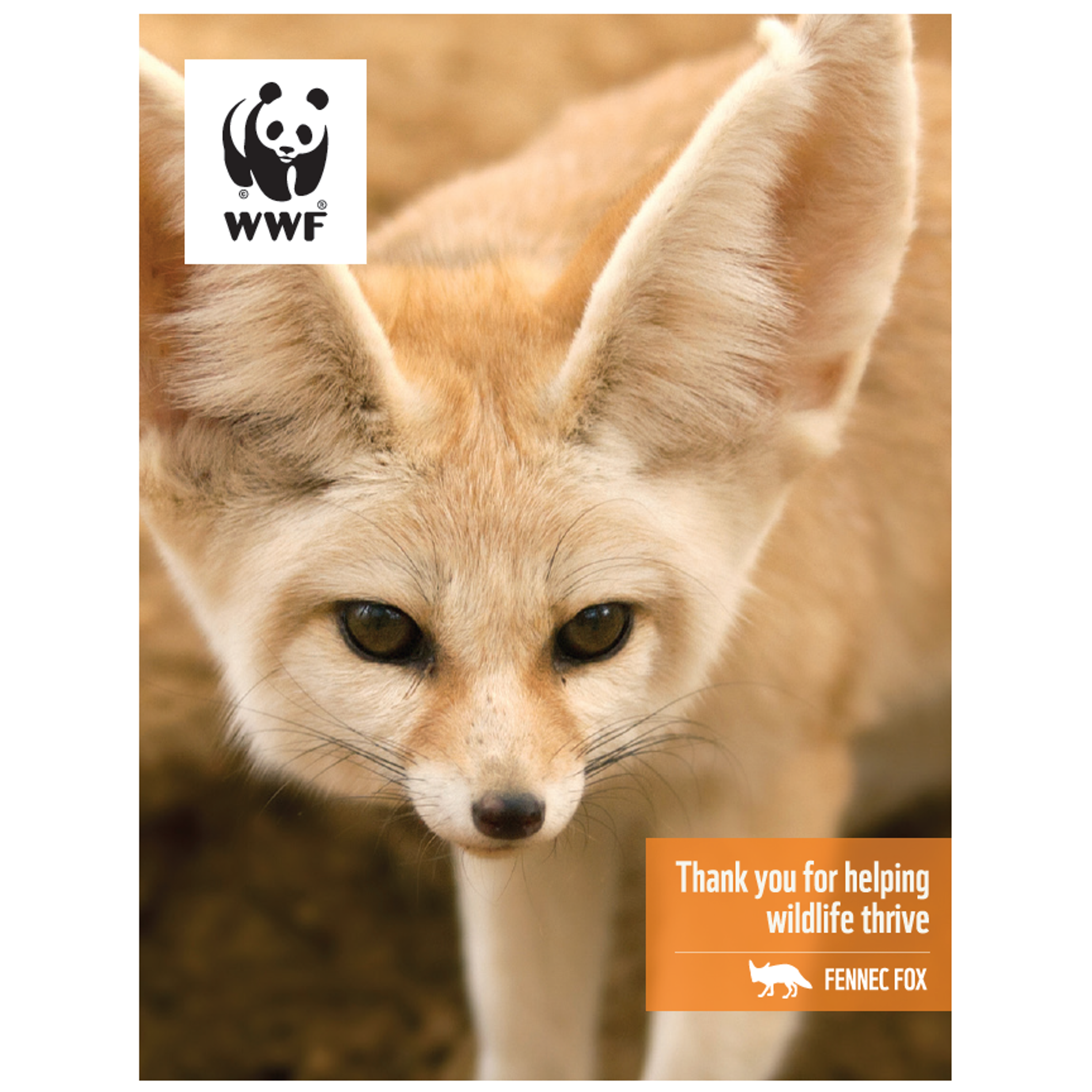 Fennec fox digital adoption - WWF-Canada