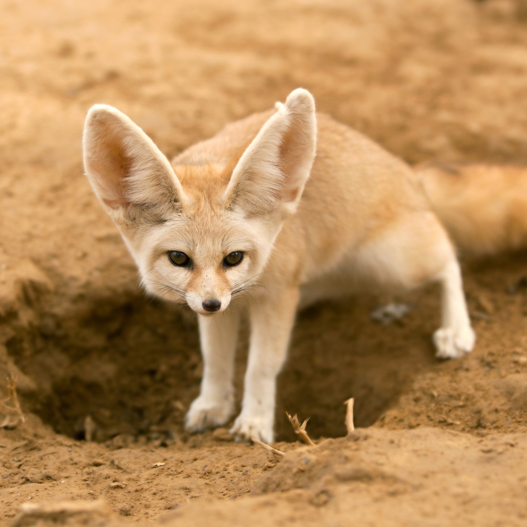 Fennec fox digital adoption - WWF-Canada