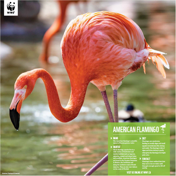 Flamingo - WWF-Canada