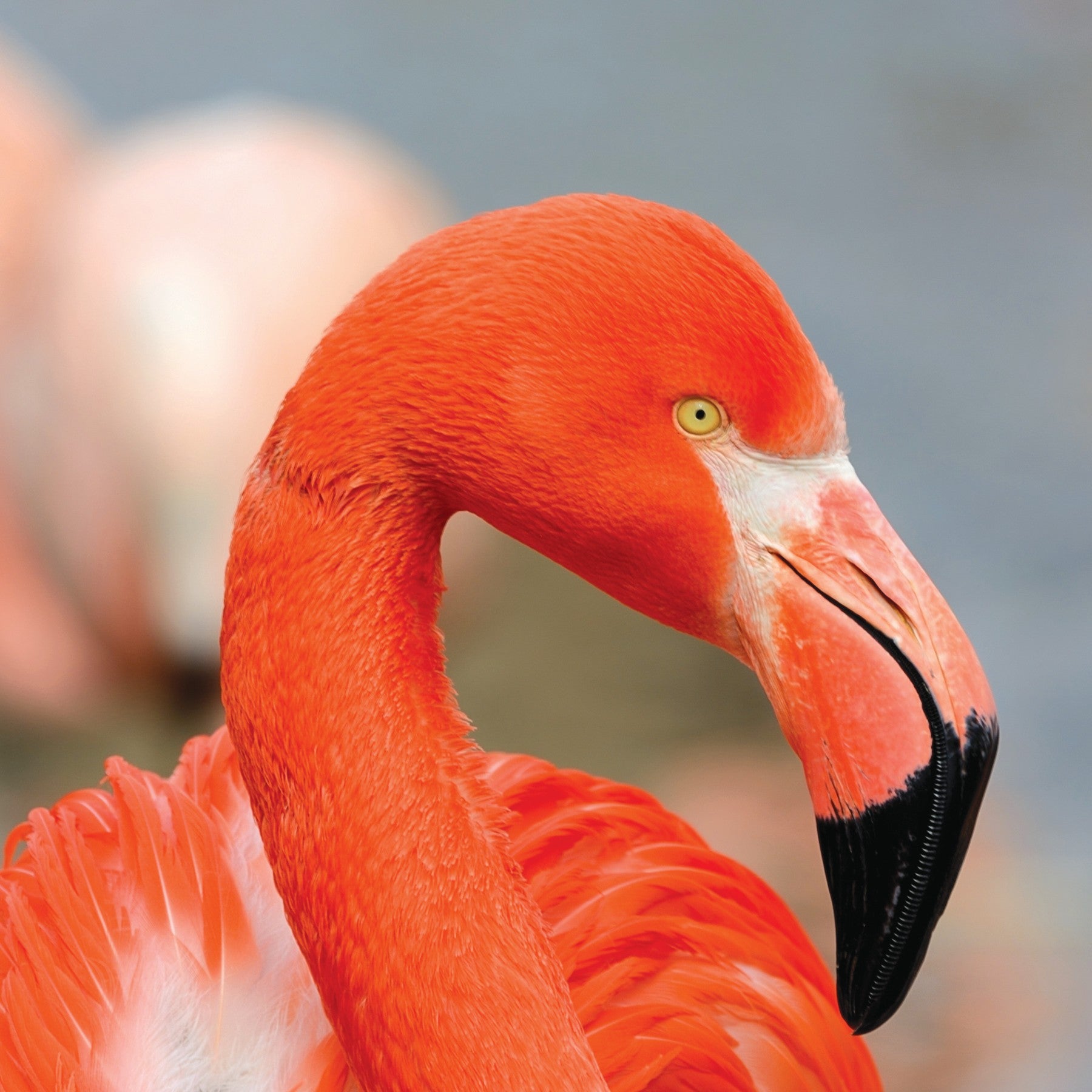 Flamingo digital adoption - WWF-Canada