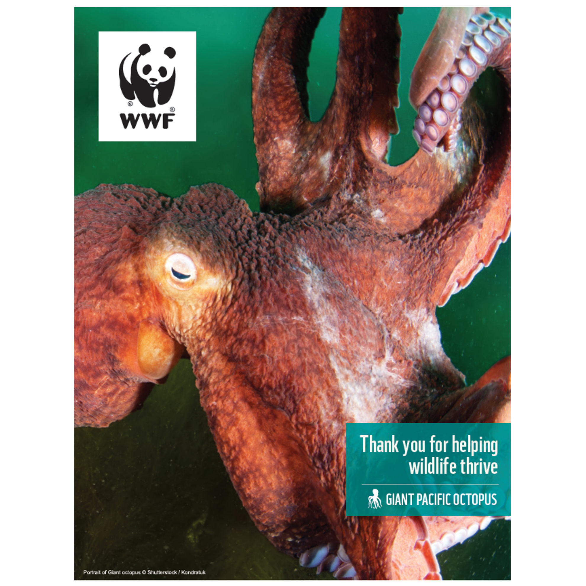 Giant Pacific octopus digital adoption - WWF-Canada