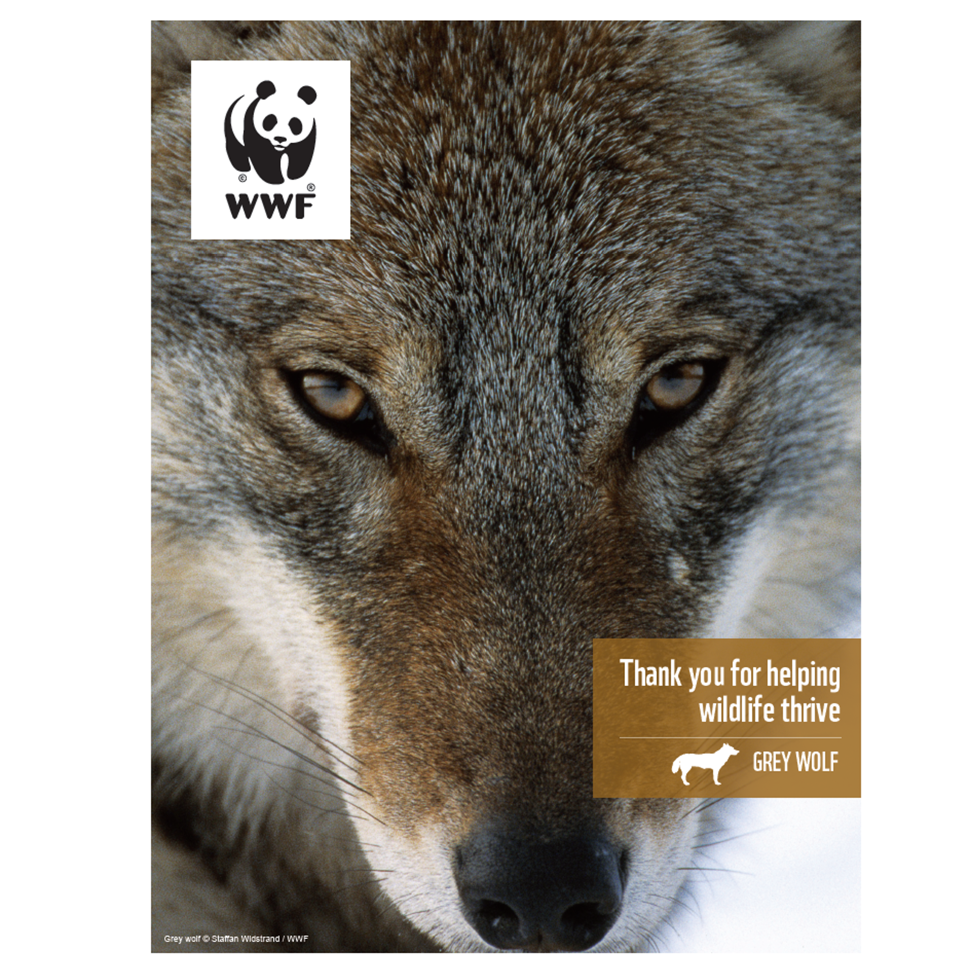 Grey wolf digital adoption