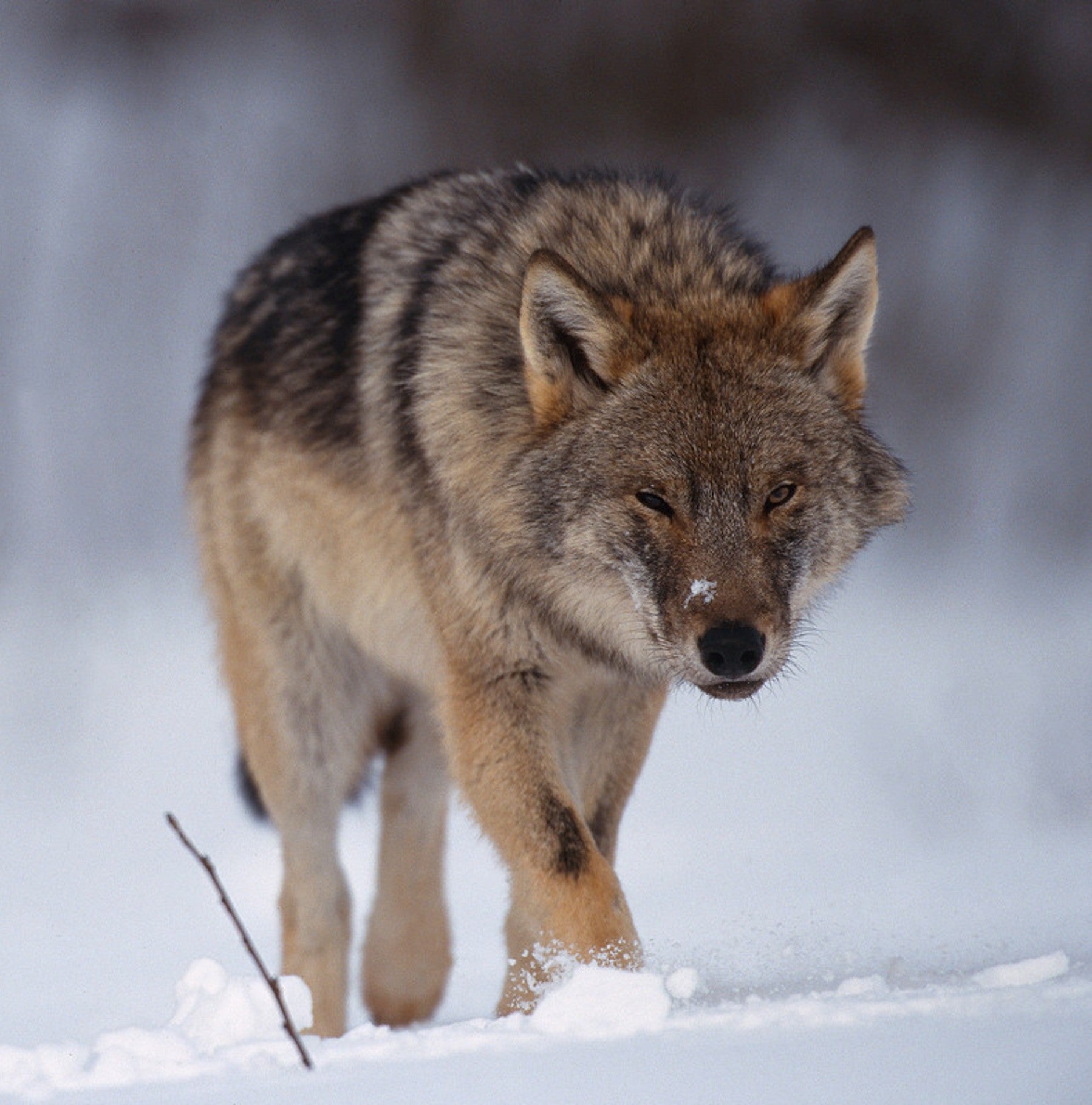 Grey wolf digital adoption - WWF-Canada