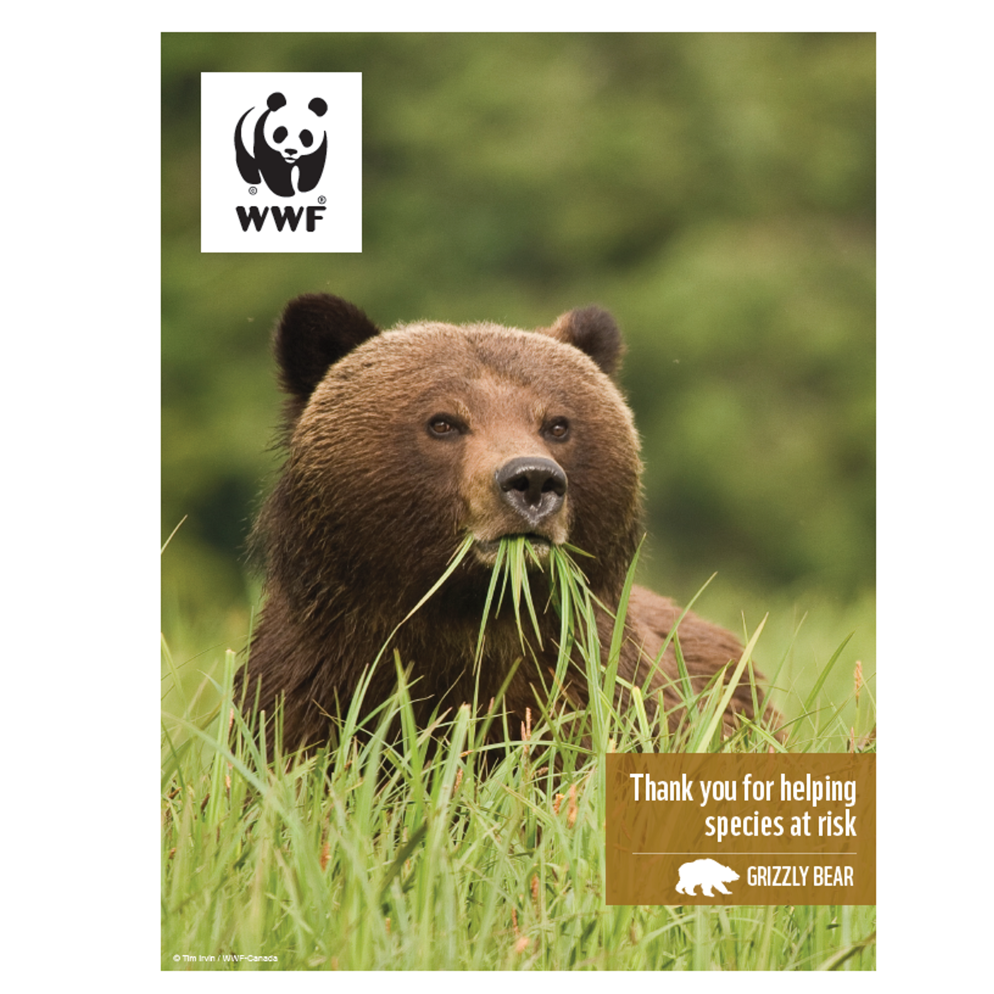 Grizzly bear digital adoption - WWF-Canada