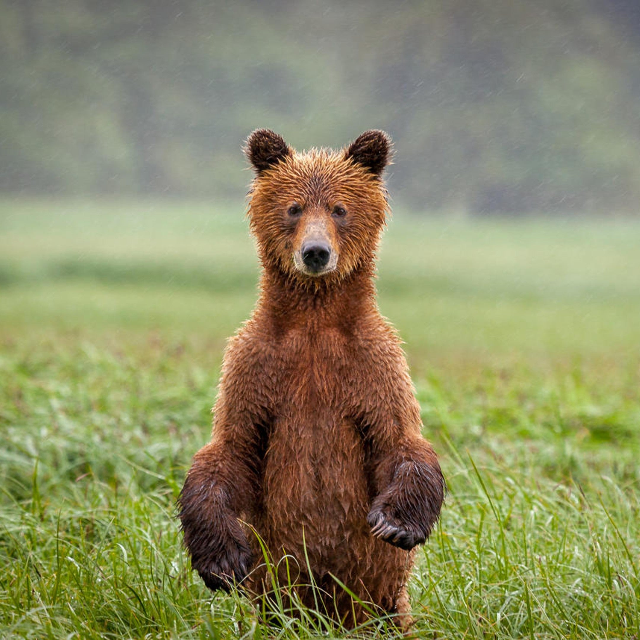 Grizzly bear digital adoption - WWF-Canada