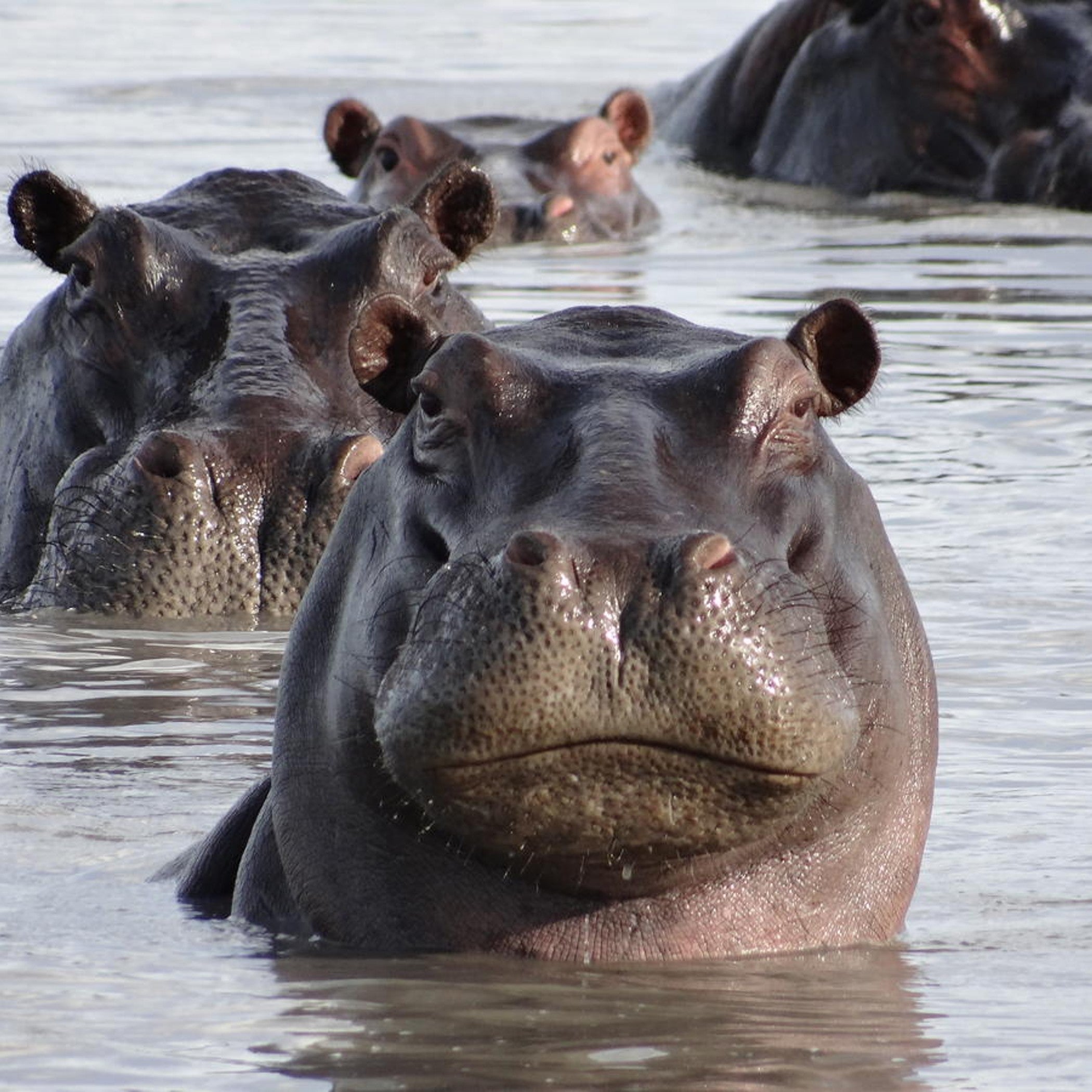 Hippopotamus digital adoption - WWF-Canada