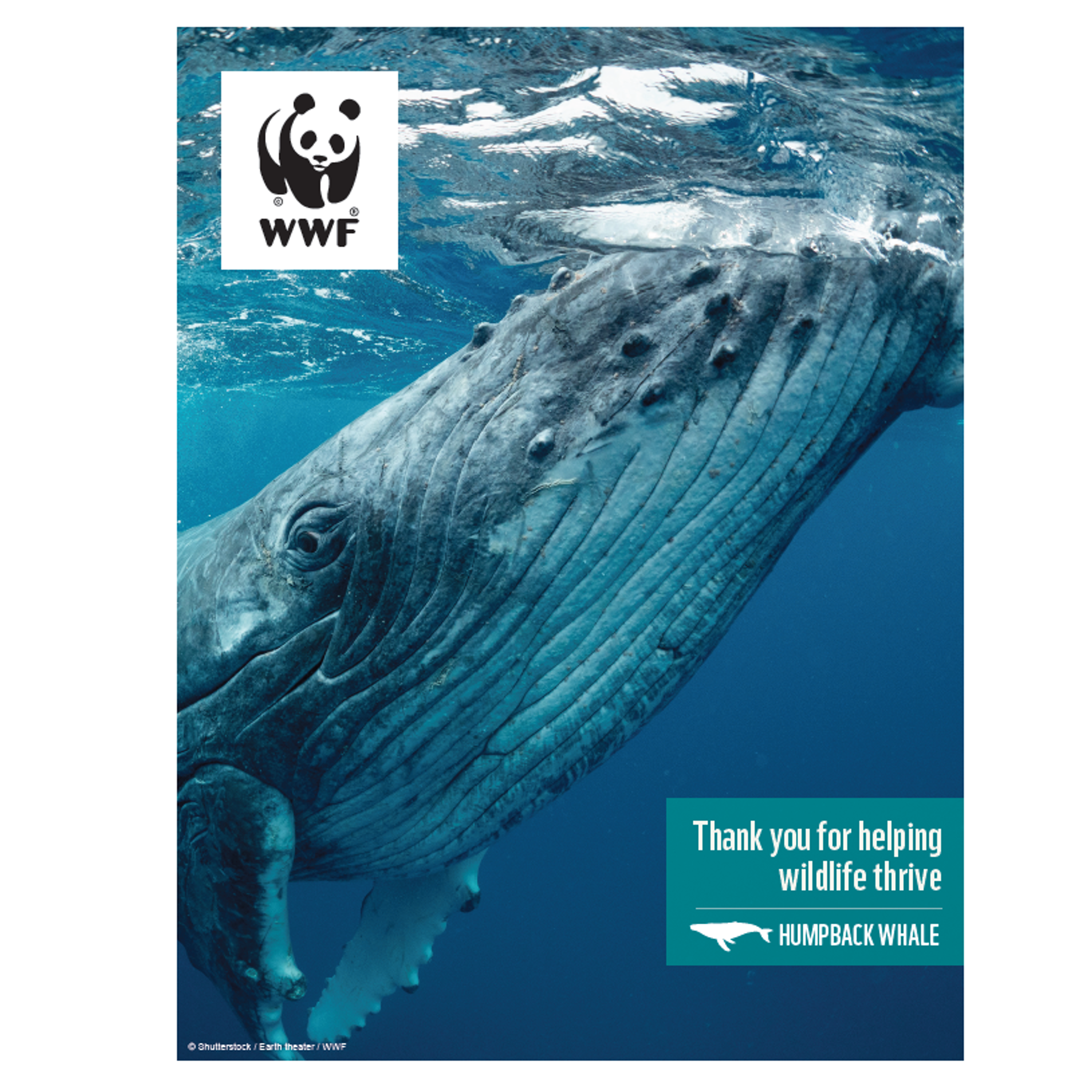 Humpback whale digital adoption - WWF-Canada