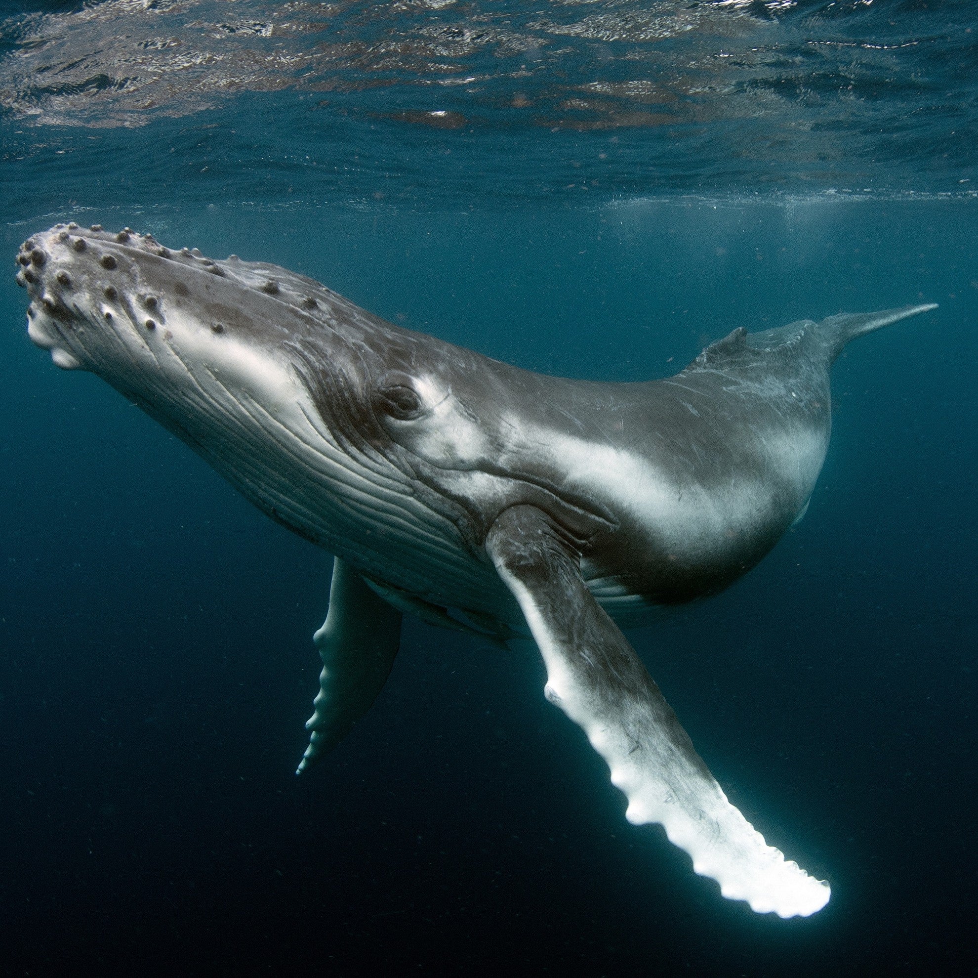 Humpback whale digital adoption - WWF-Canada