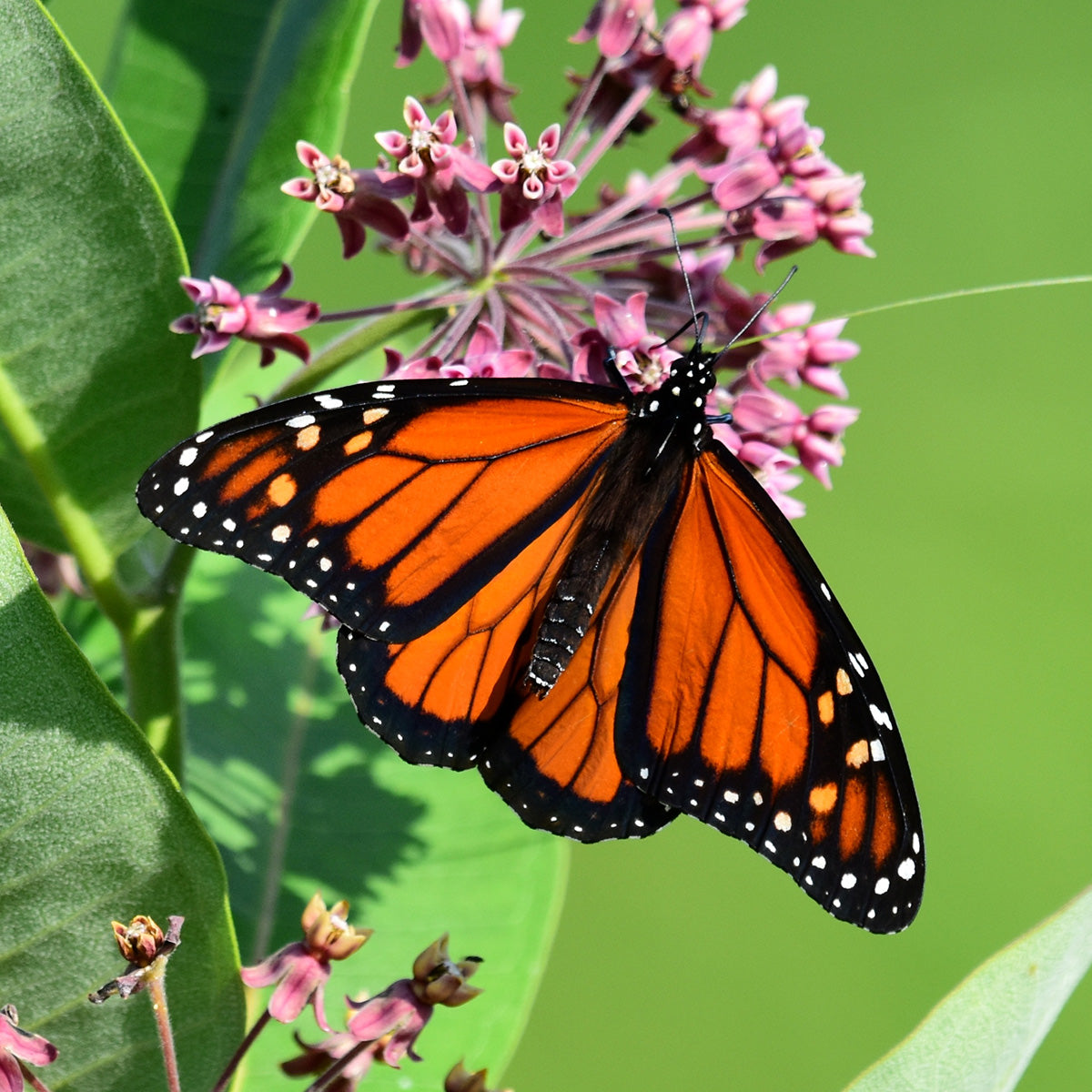 Monarch butterfly adoption card - WWF-Canada