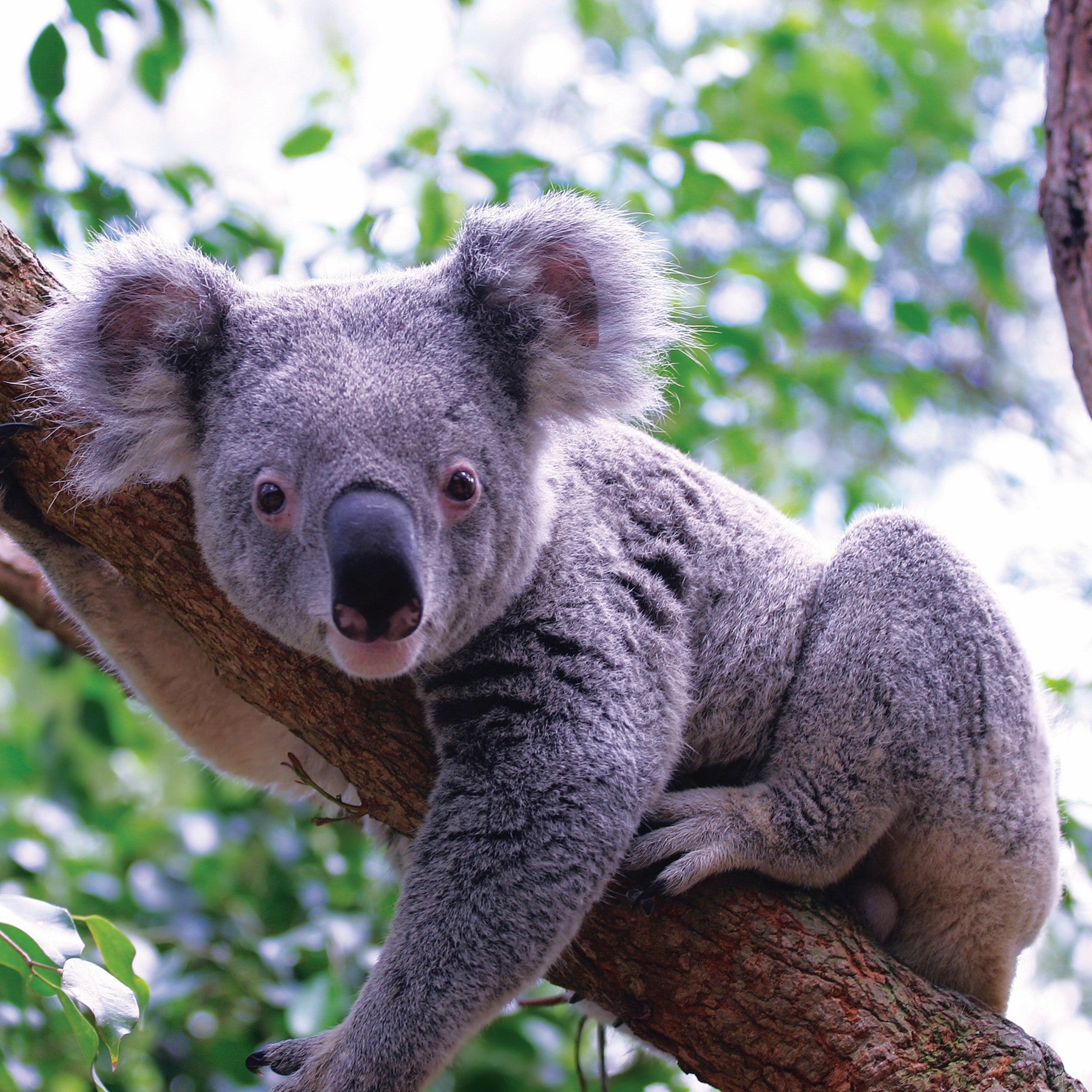 Koala digital adoption - WWF-Canada