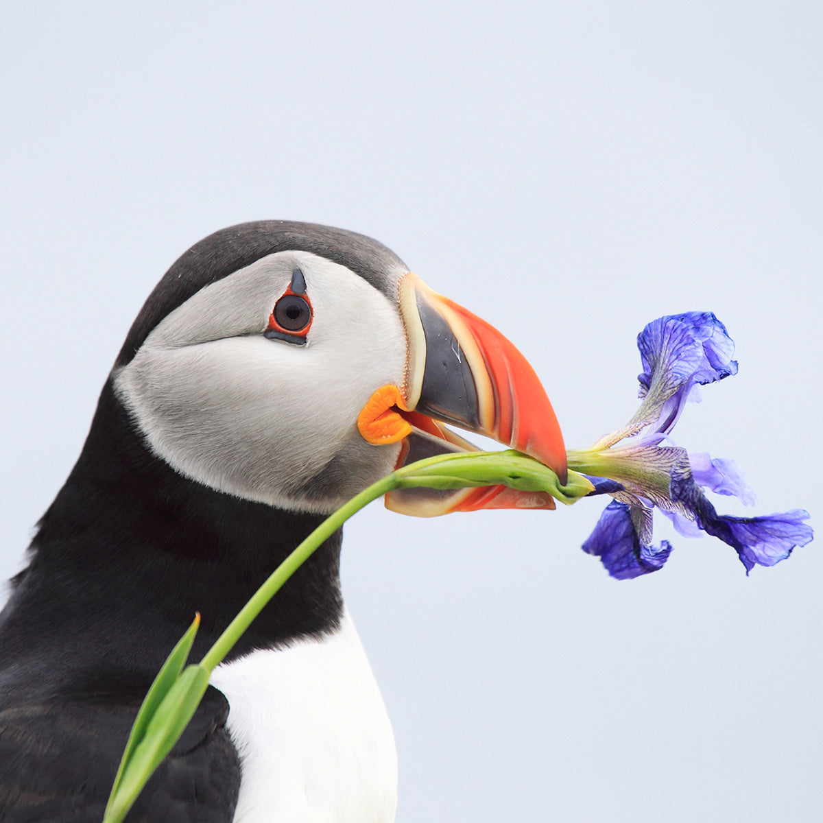 Atlantic puffin adoption card - WWF-Canada