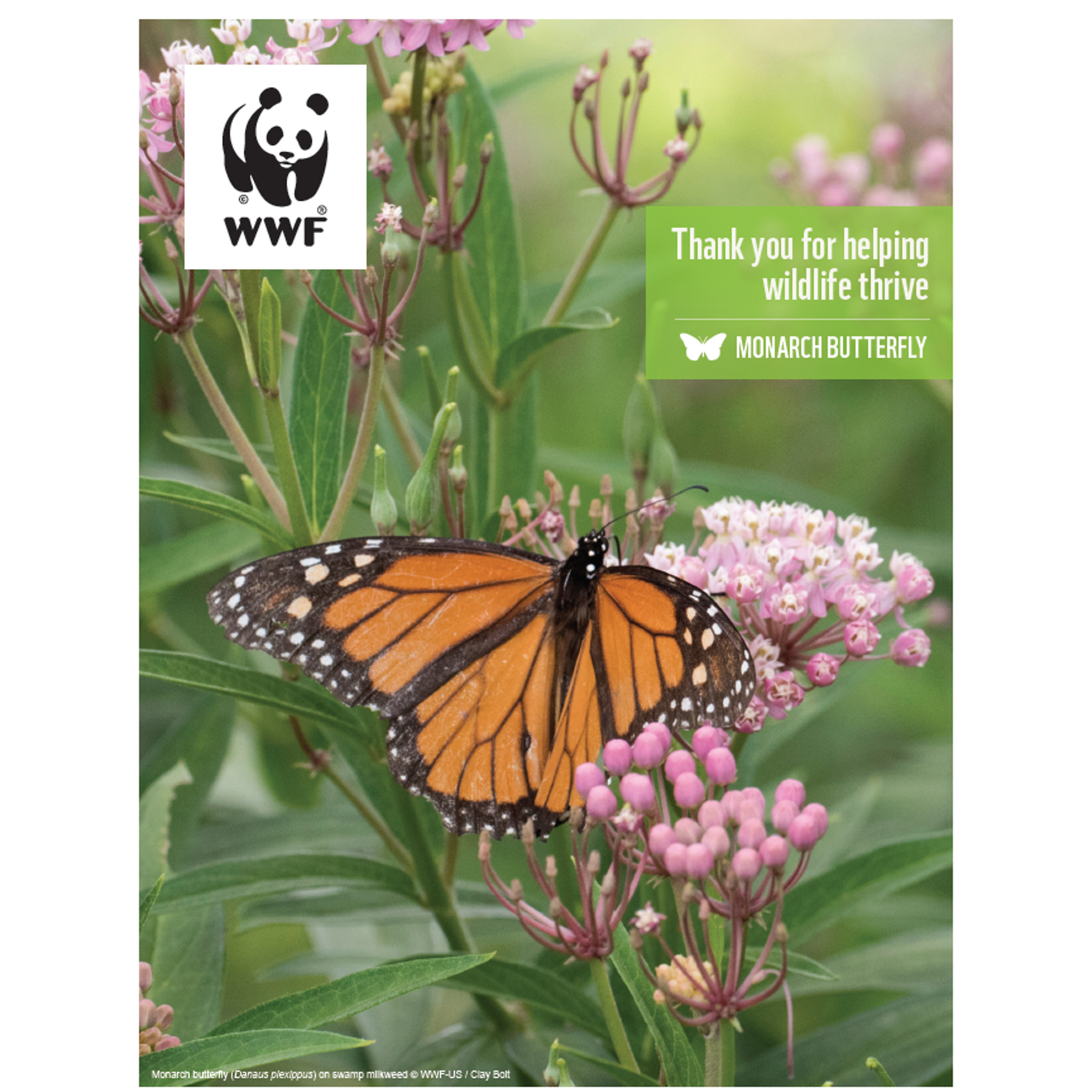 Monarch butterfly digital adoption - WWF-Canada