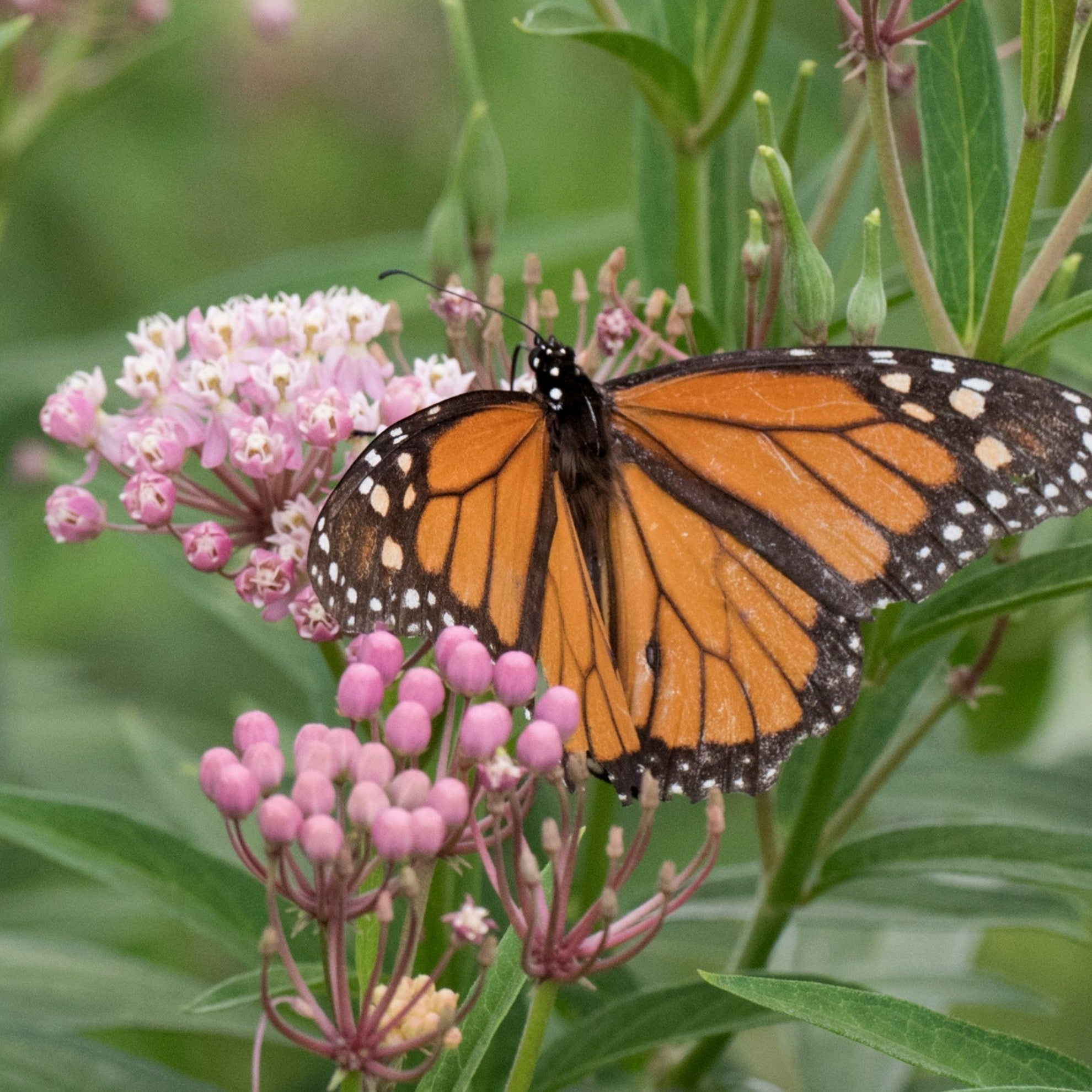 Monarch butterfly digital adoption - WWF-Canada