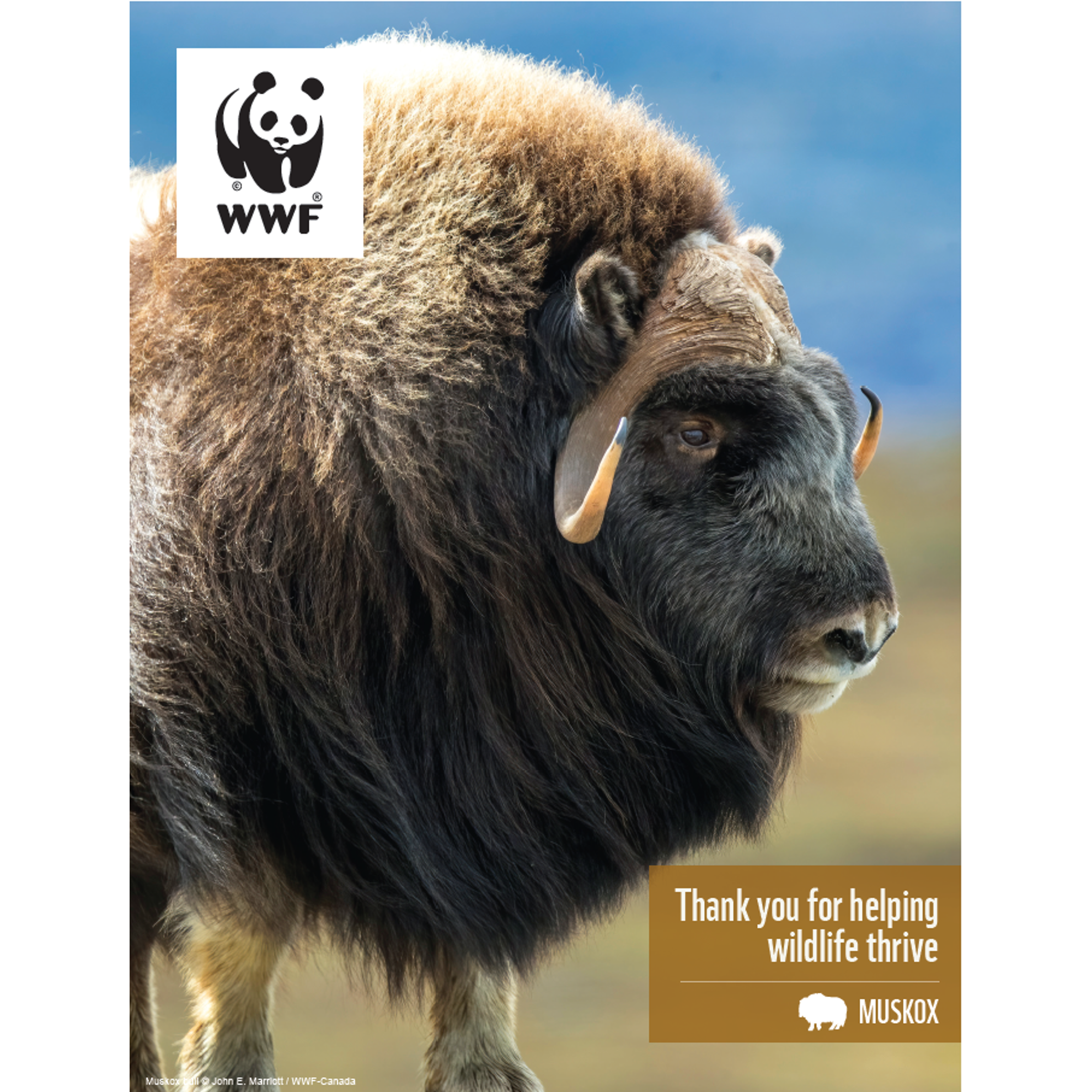 Muskox digital adoption - WWF-Canada