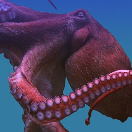 Giant Pacific octopus digital adoption - WWF-Canada