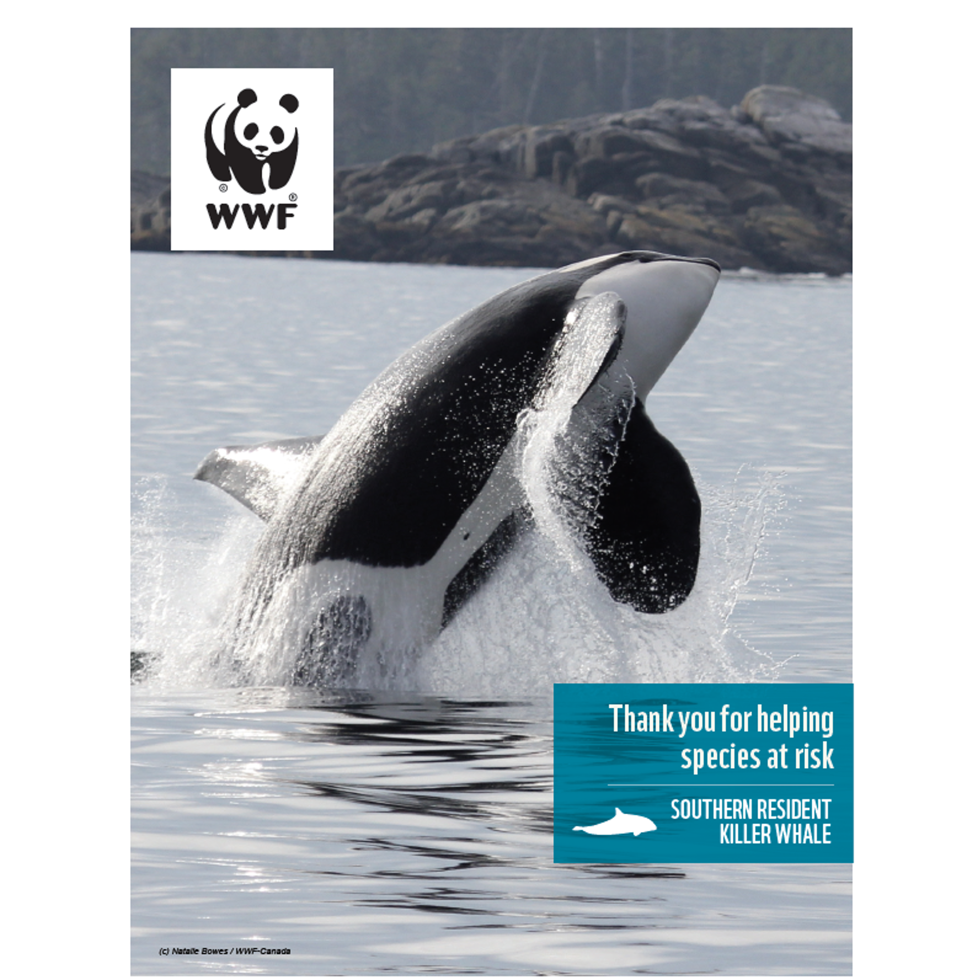 Orca digital adoption