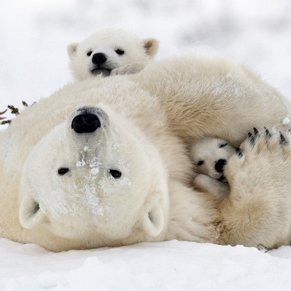 Polar bear e-card - WWF-Canada