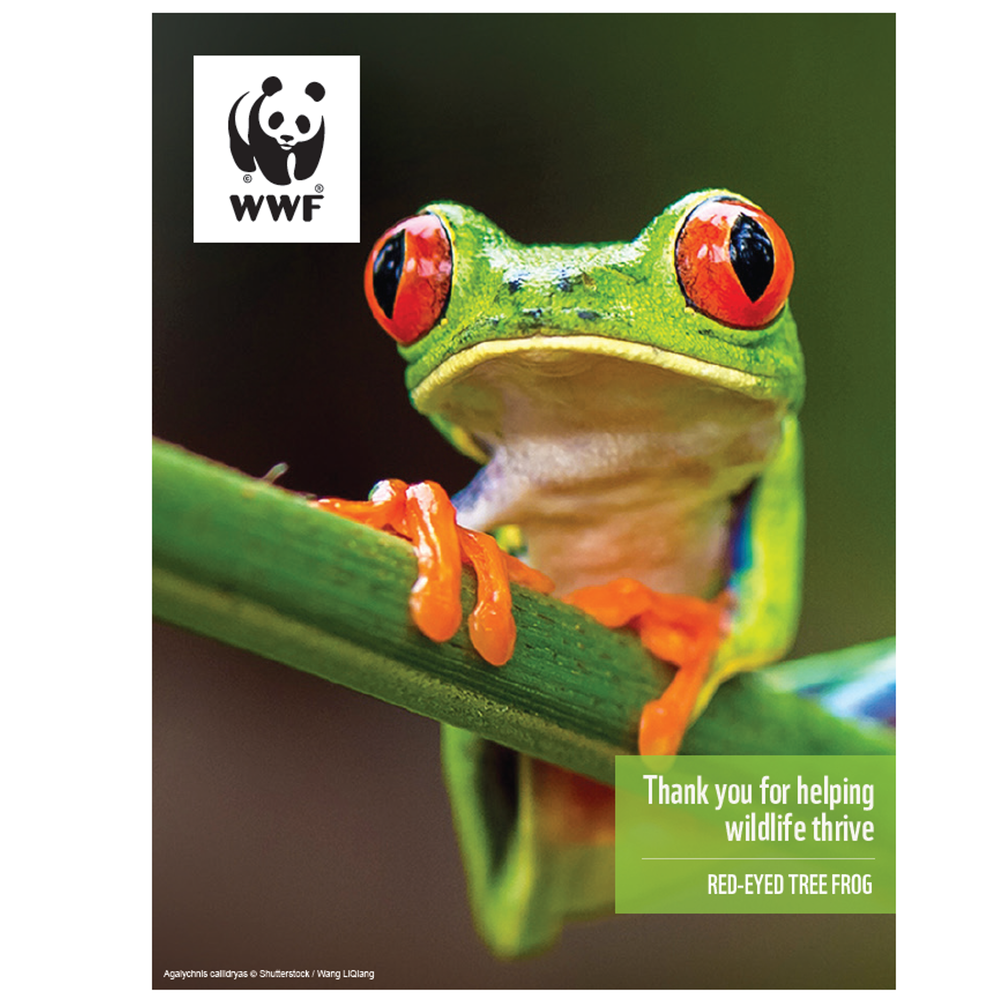 Red-eyed tree frog digital adoption - WWF-Canada
