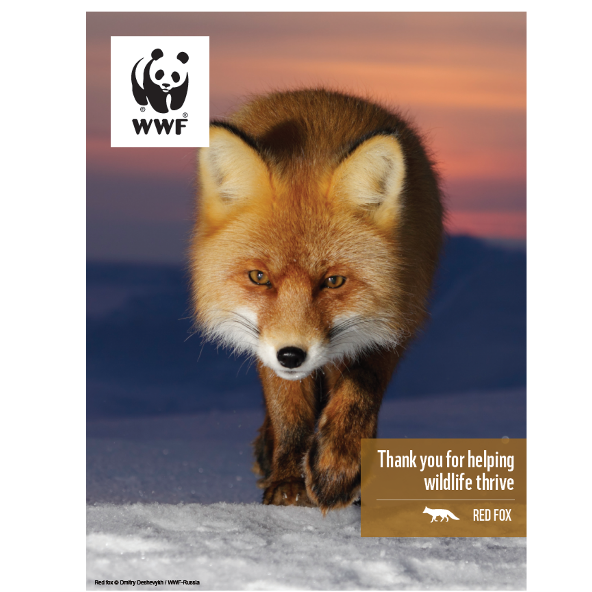 Red fox digital adoption - WWF-Canada