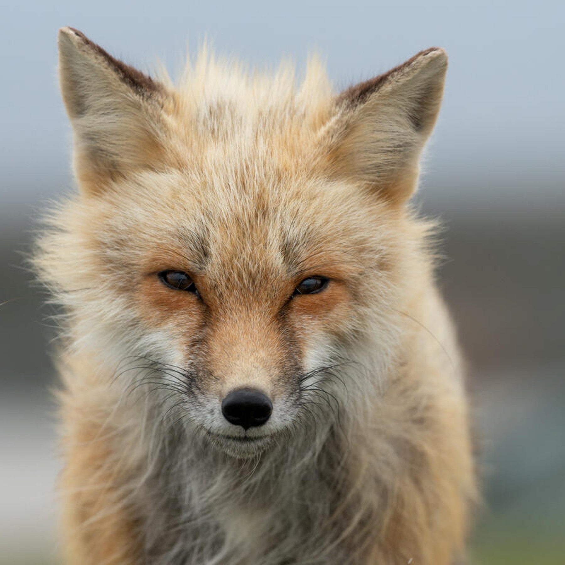 Red fox digital adoption - WWF-Canada