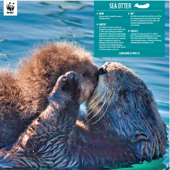 Sea otter - WWF-Canada