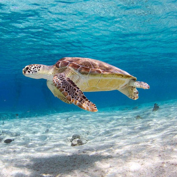 Sea turtle e-card - WWF-Canada