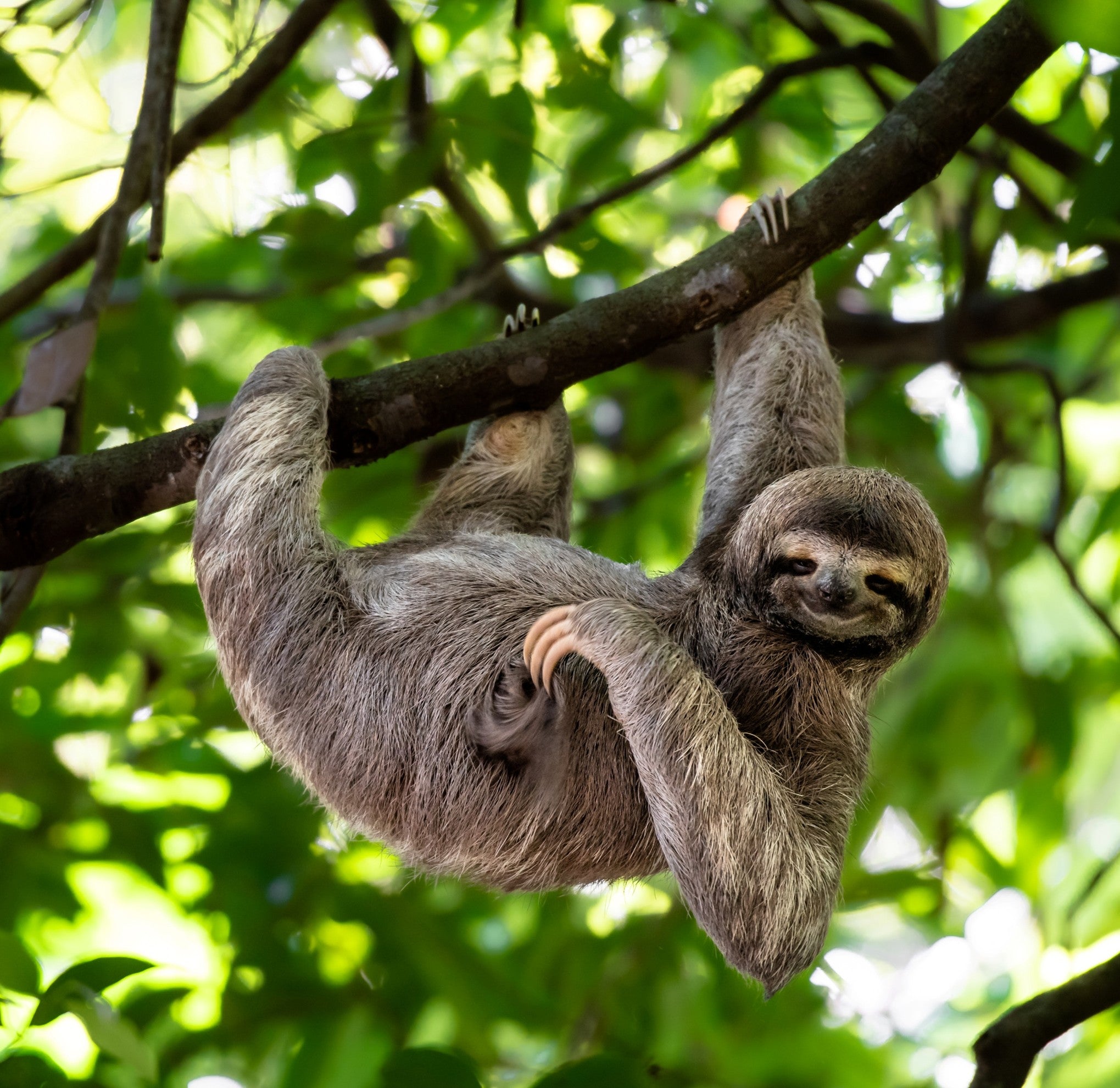 Three-toed sloth digital adoption - WWF-Canada