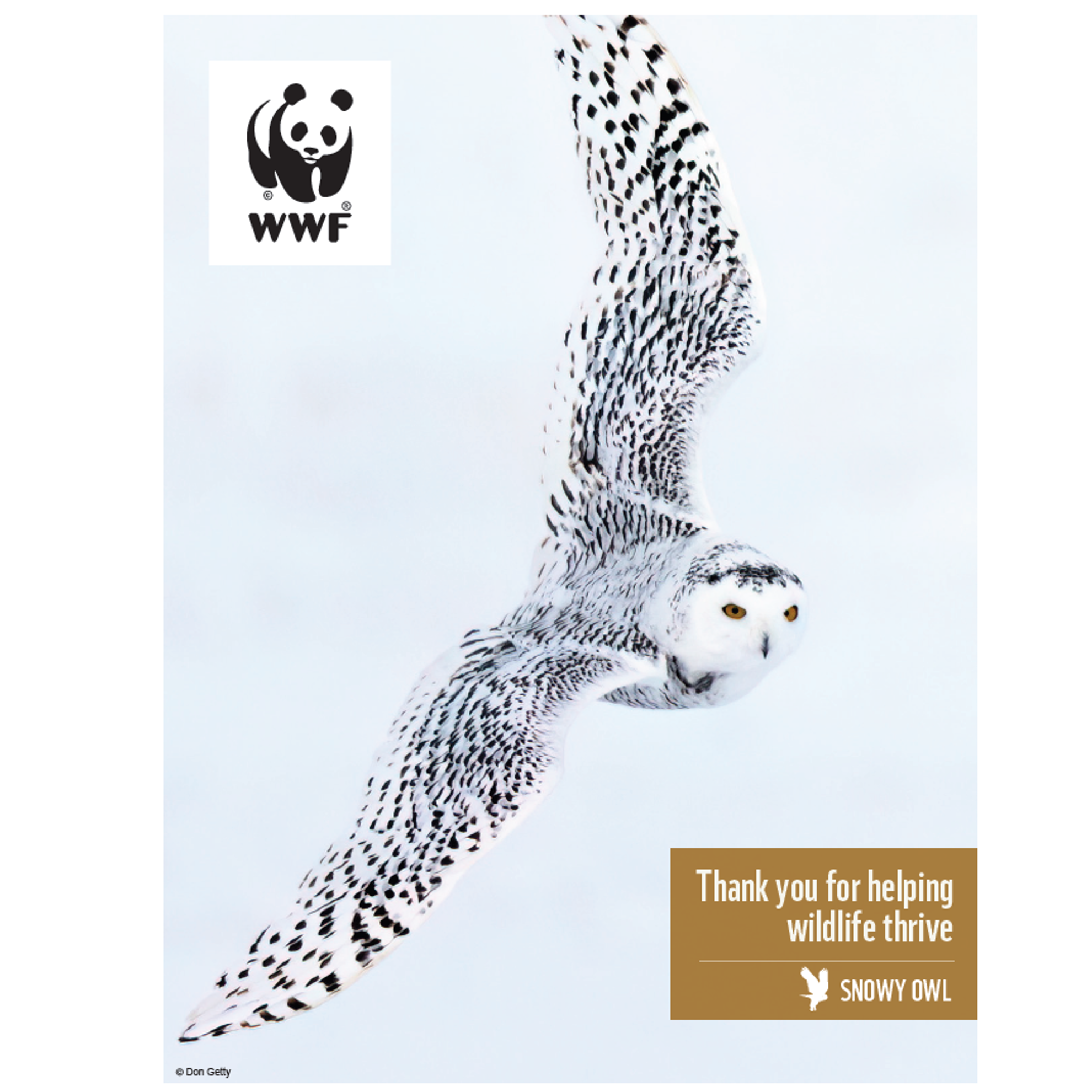 Snowy owl digital adoption - WWF-Canada