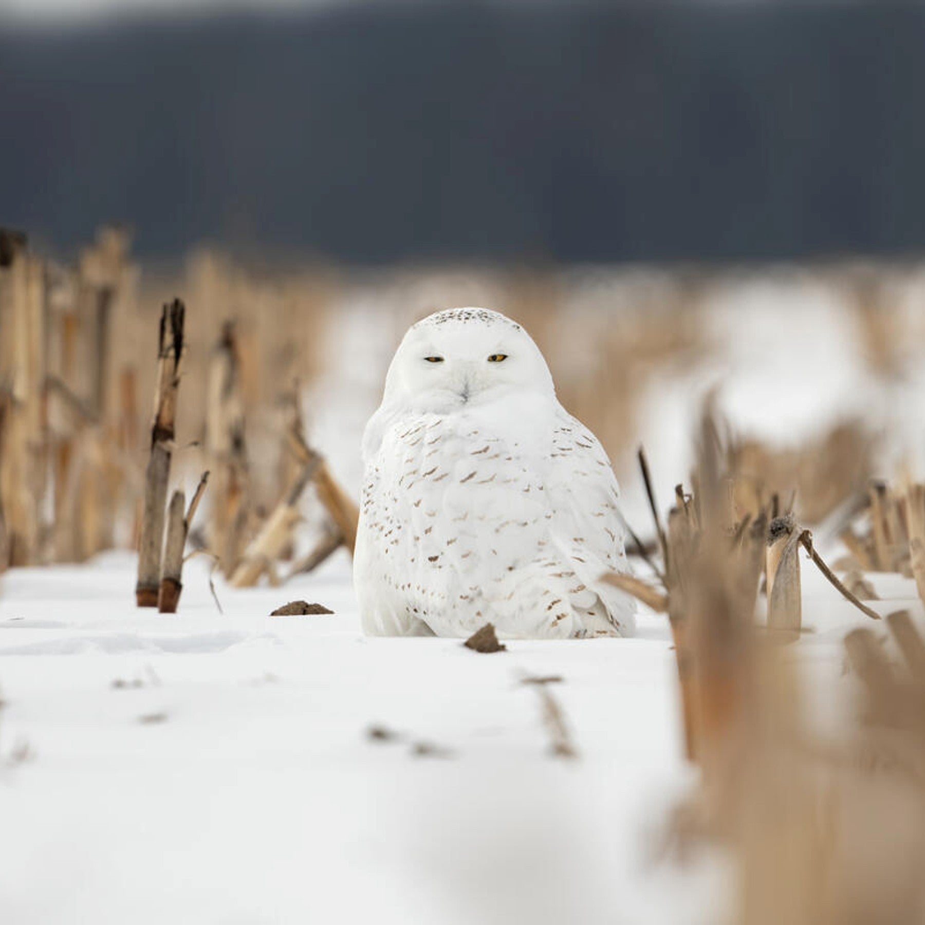 Snowy owl digital adoption - WWF-Canada