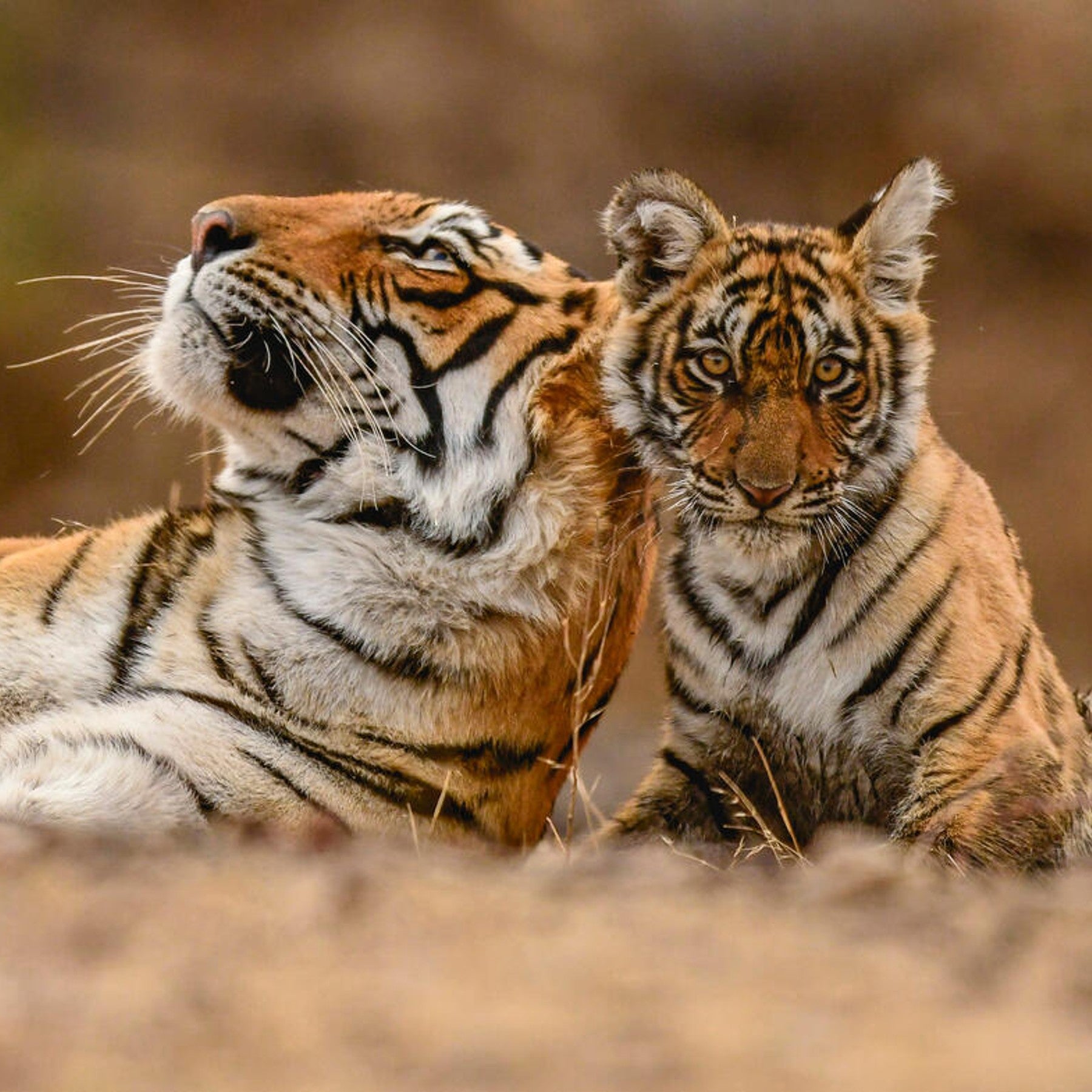 Tiger digital adoption - WWF-Canada