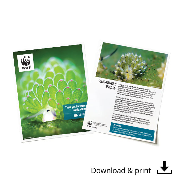 Leaf sheep digital adoption - WWF-Canada